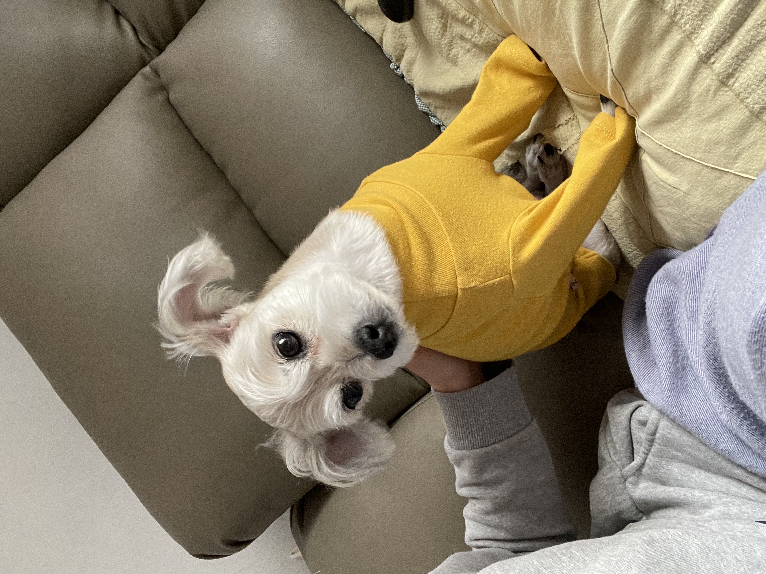 진이(前바비) 입양한지 벌써 1년이네요.