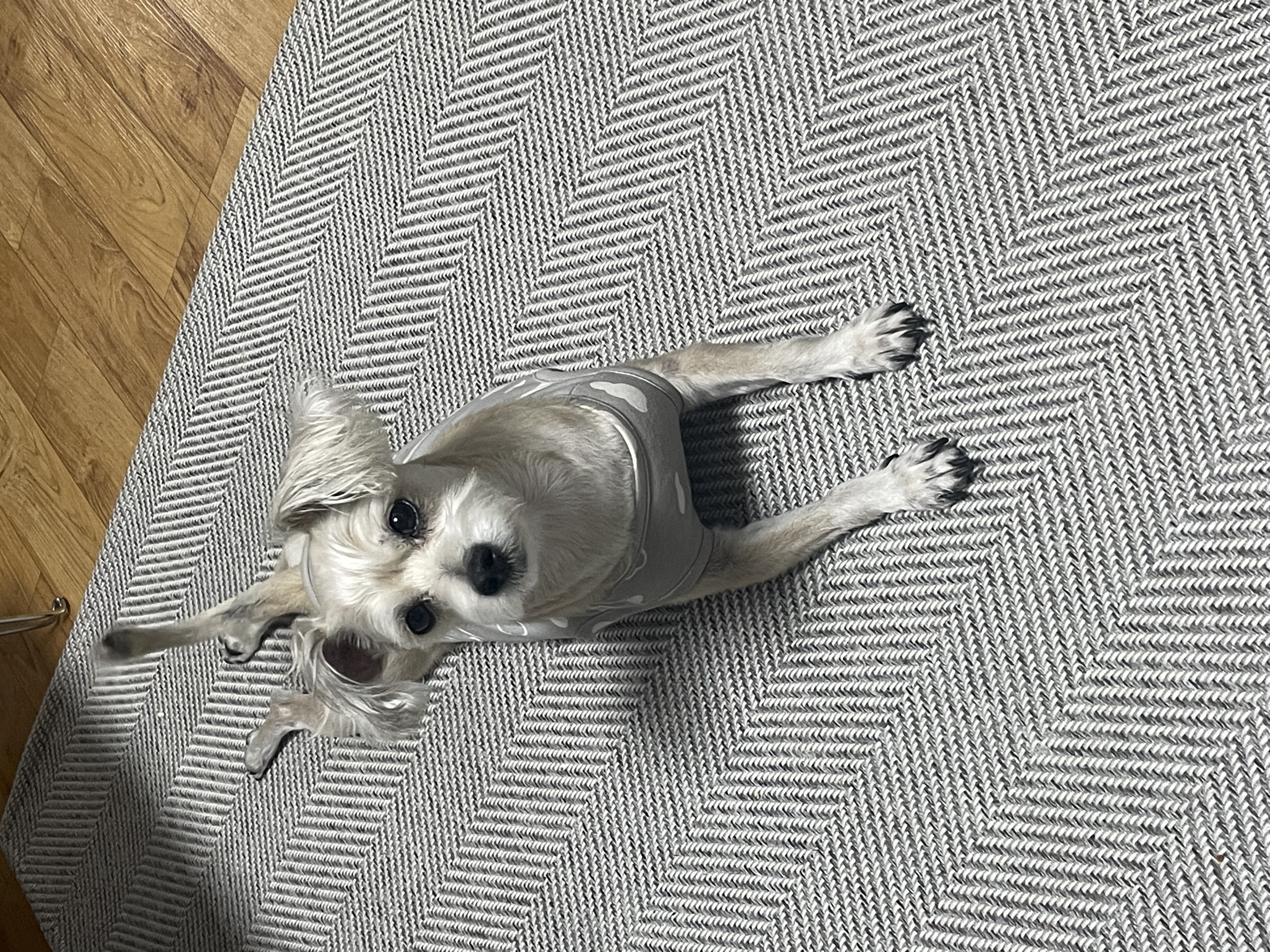 진이(前바비) 입양한지 벌써 1년이네요.