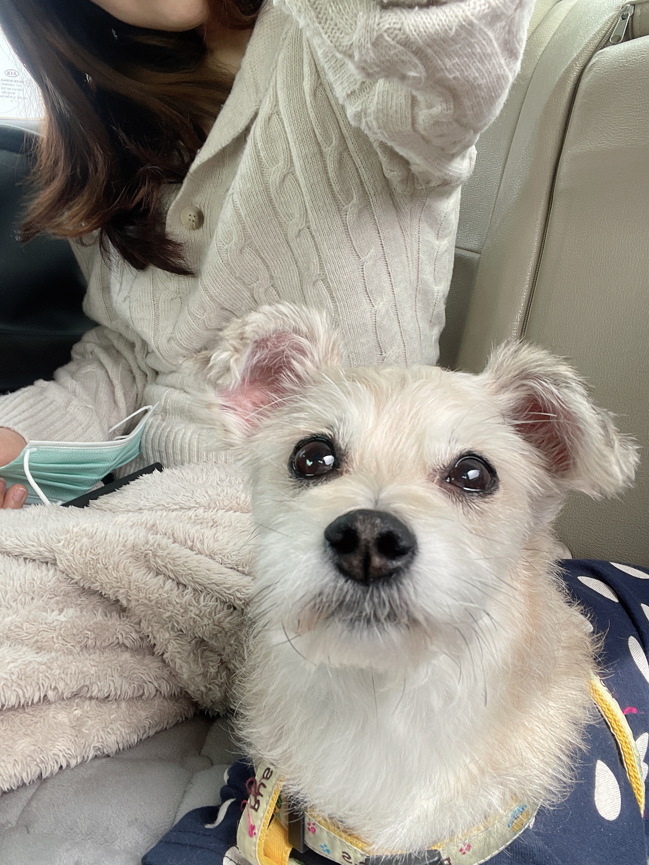 진이(前바비) 입양한지 벌써 1년이네요.