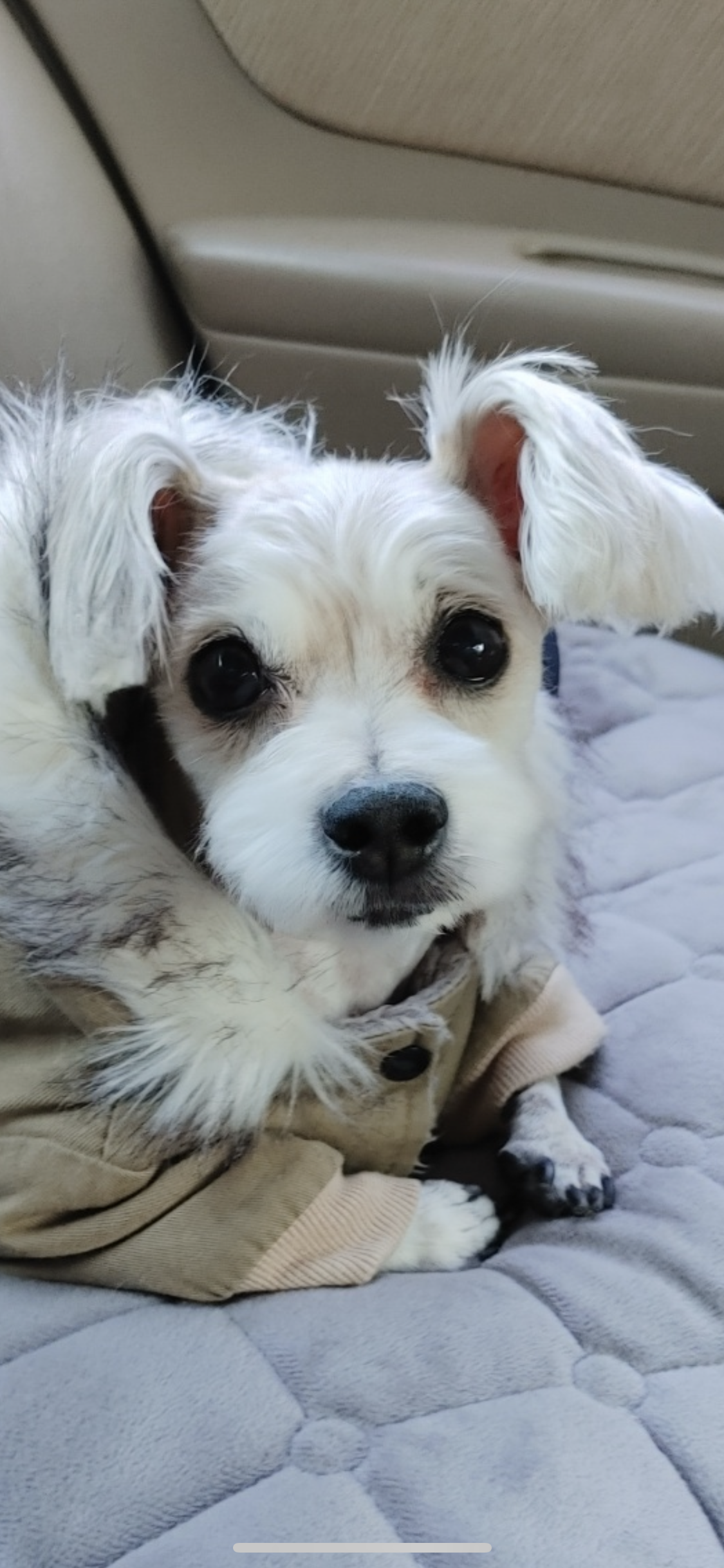 진이(前바비) 입양한지 벌써 1년이네요.