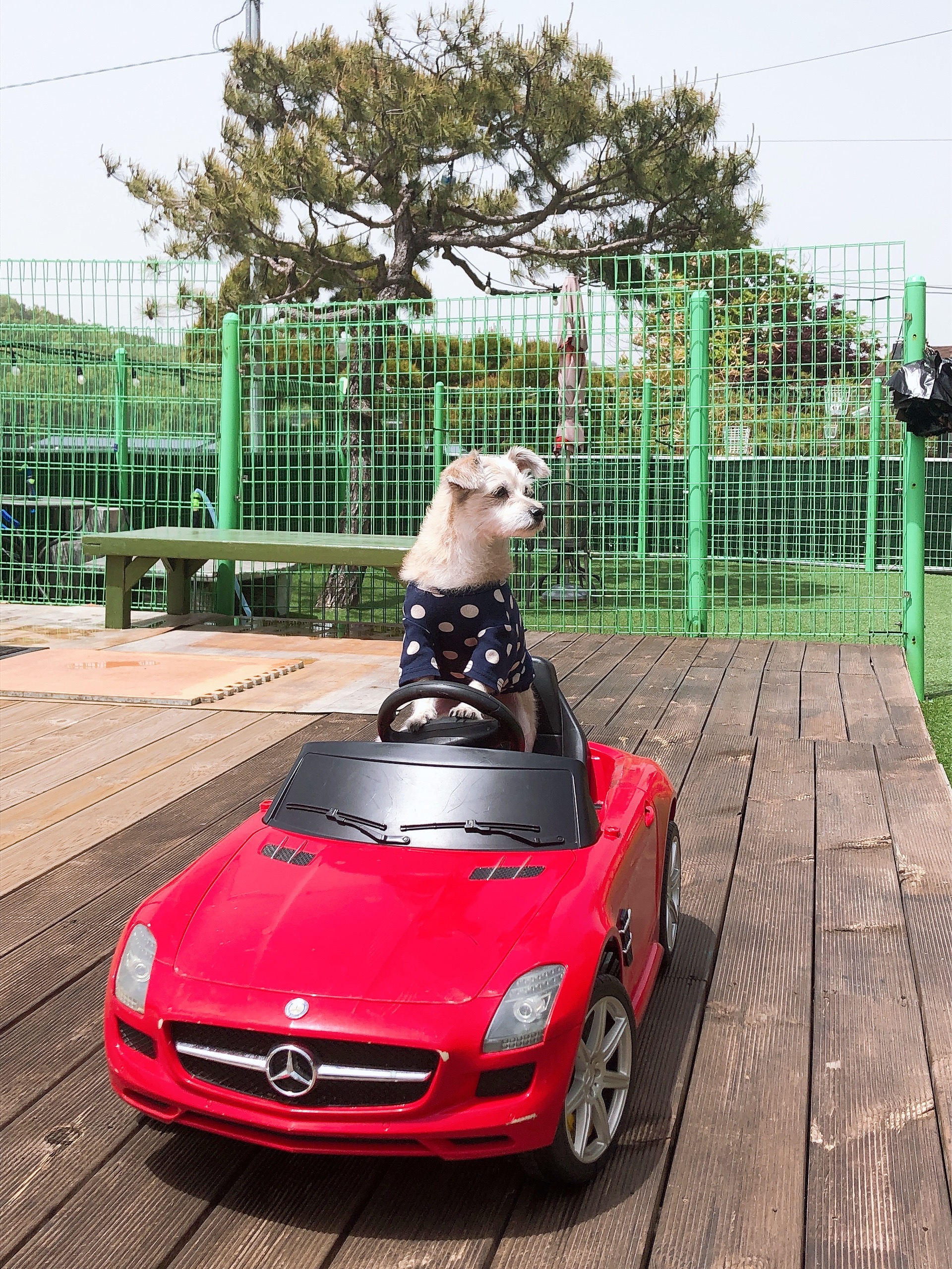 진이(前바비) 입양한지 벌써 1년이네요.