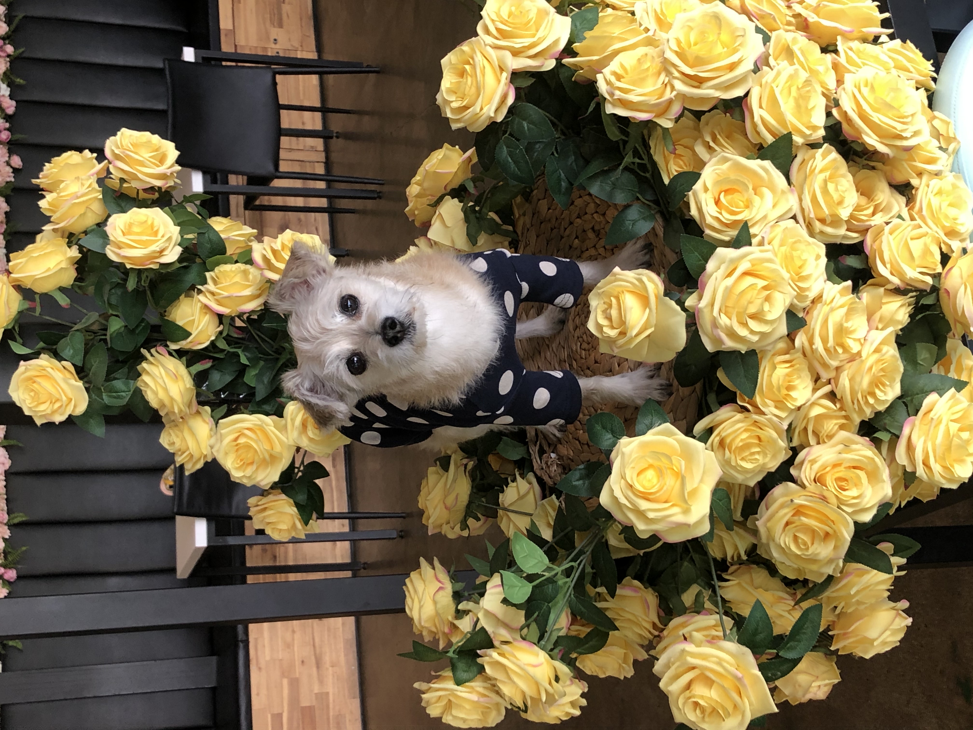 진이(前바비) 입양한지 벌써 1년이네요.