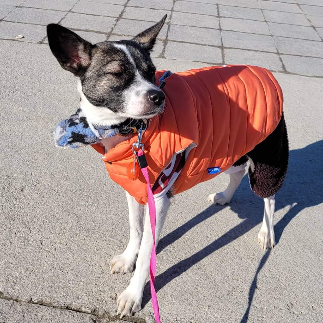 미미와 함께한지 벌써 1년이네요....