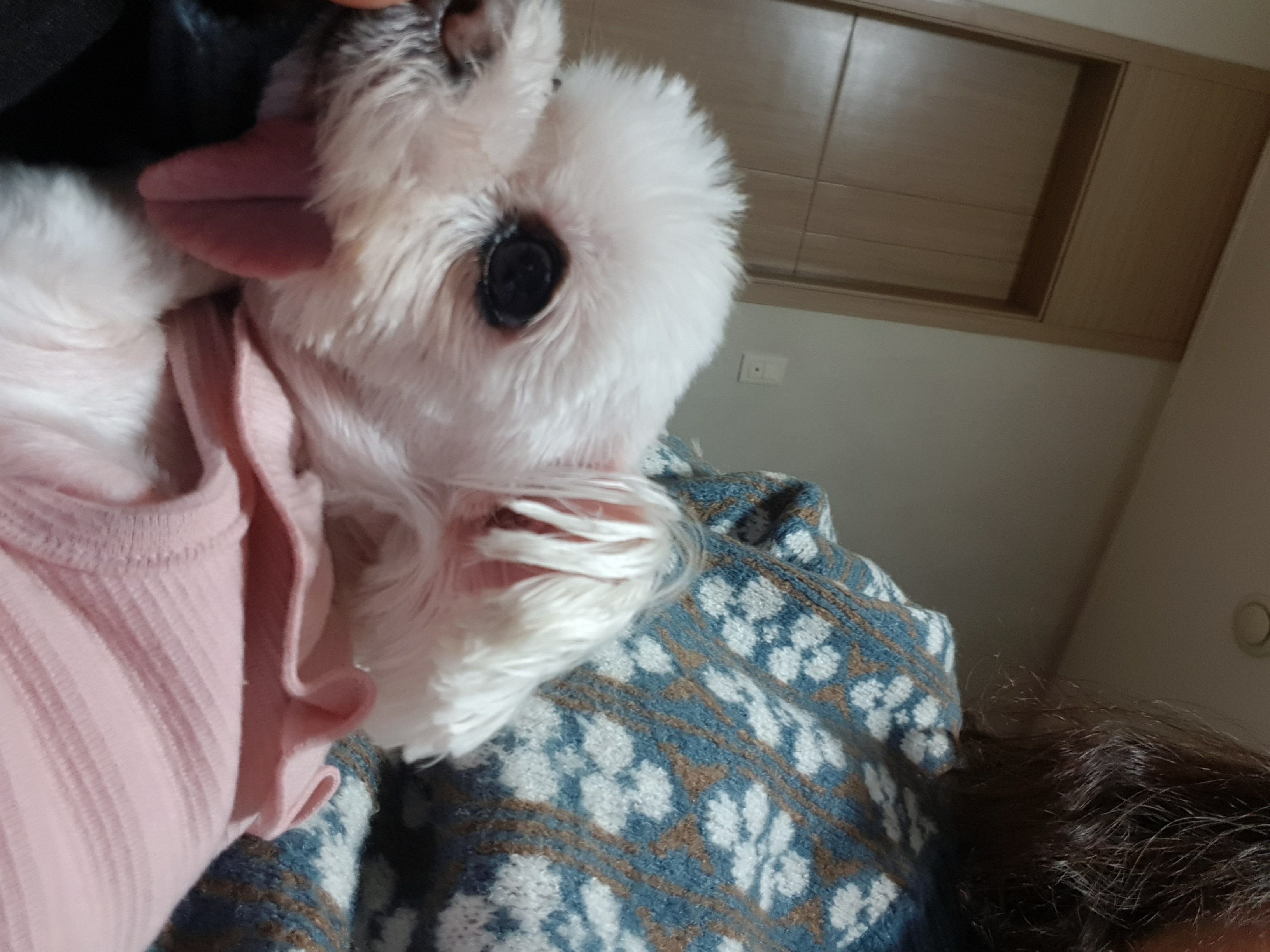 (시흥번식장) 밍키 (구조이름 뽀나) 잘지내고 있어요