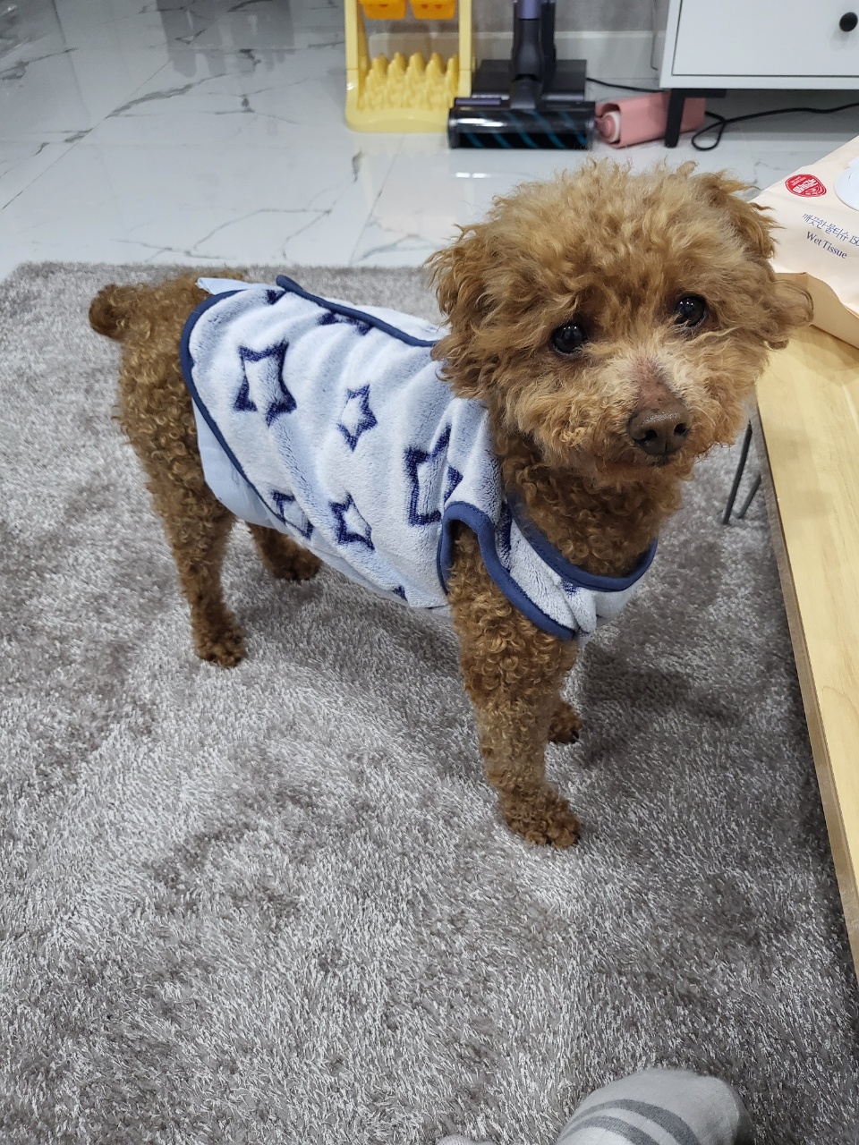 도순이 입양 일주일차 이야기 