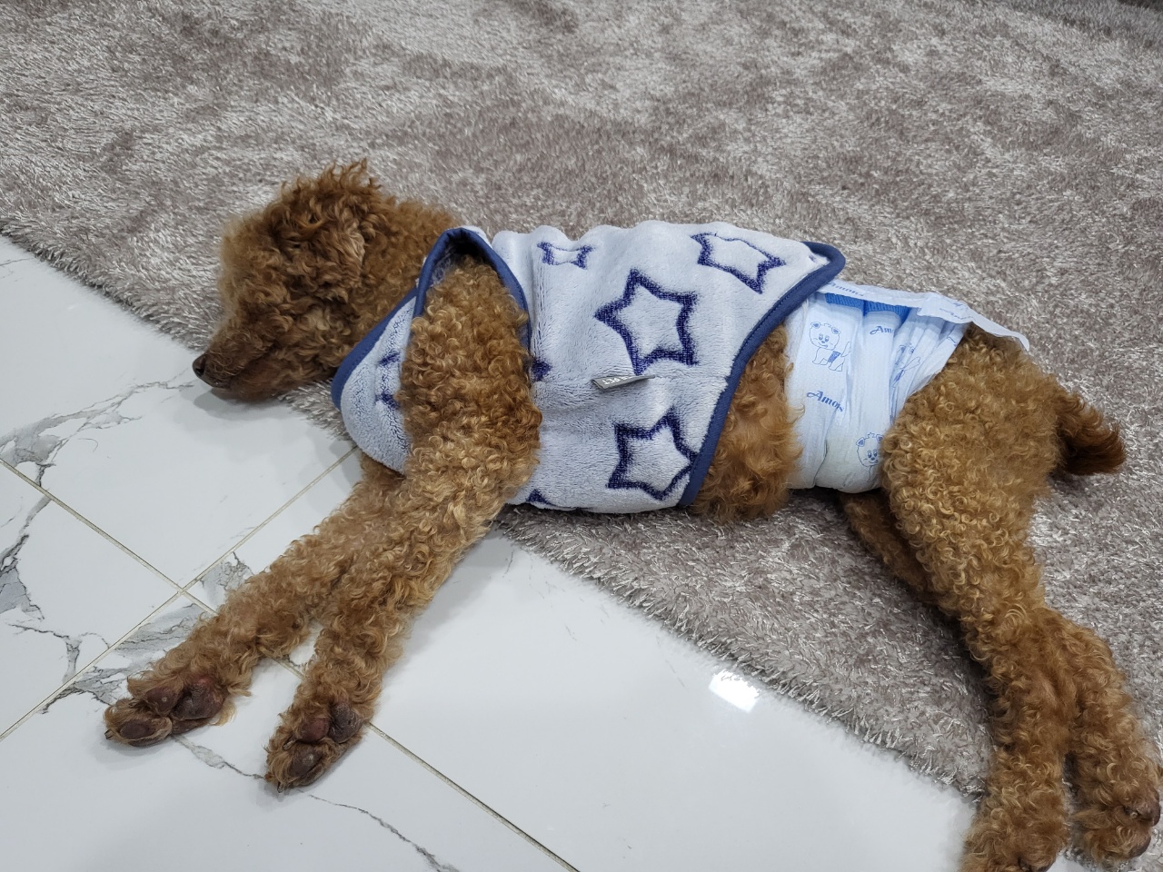 도순이 입양 일주일차 이야기 