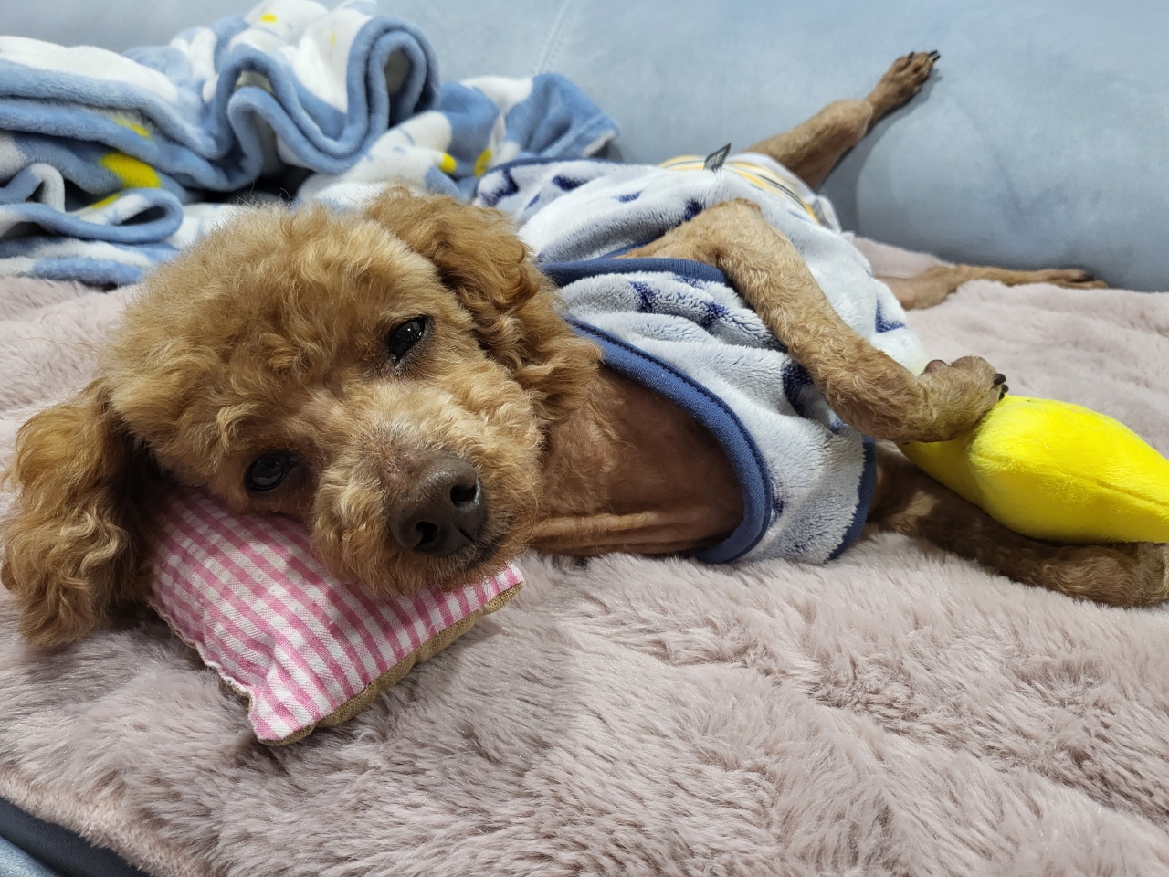 도순이 입양 일주일차 이야기 