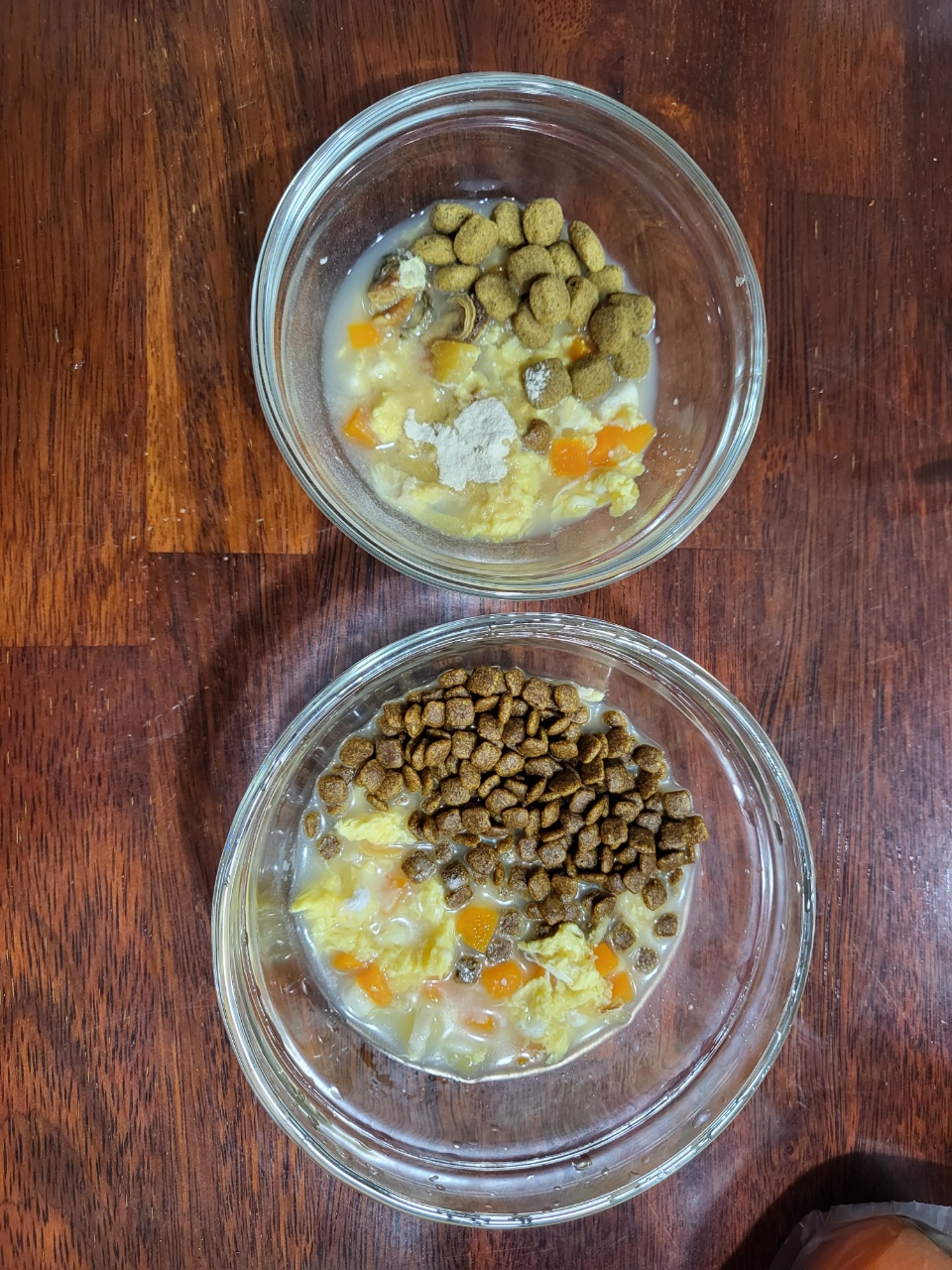 도순이 입양 일주일차 이야기 