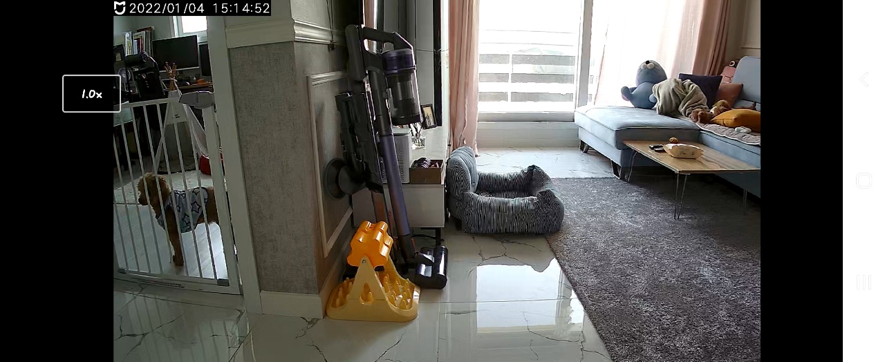 도순이 입양 일주일차 이야기 