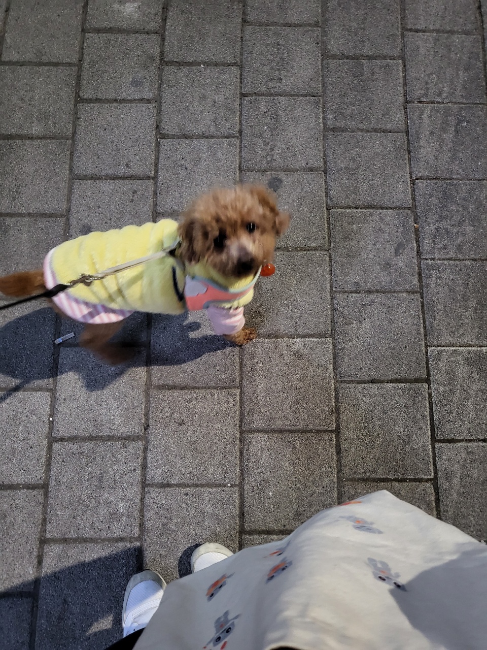 도순이 입양 일주일차 이야기 