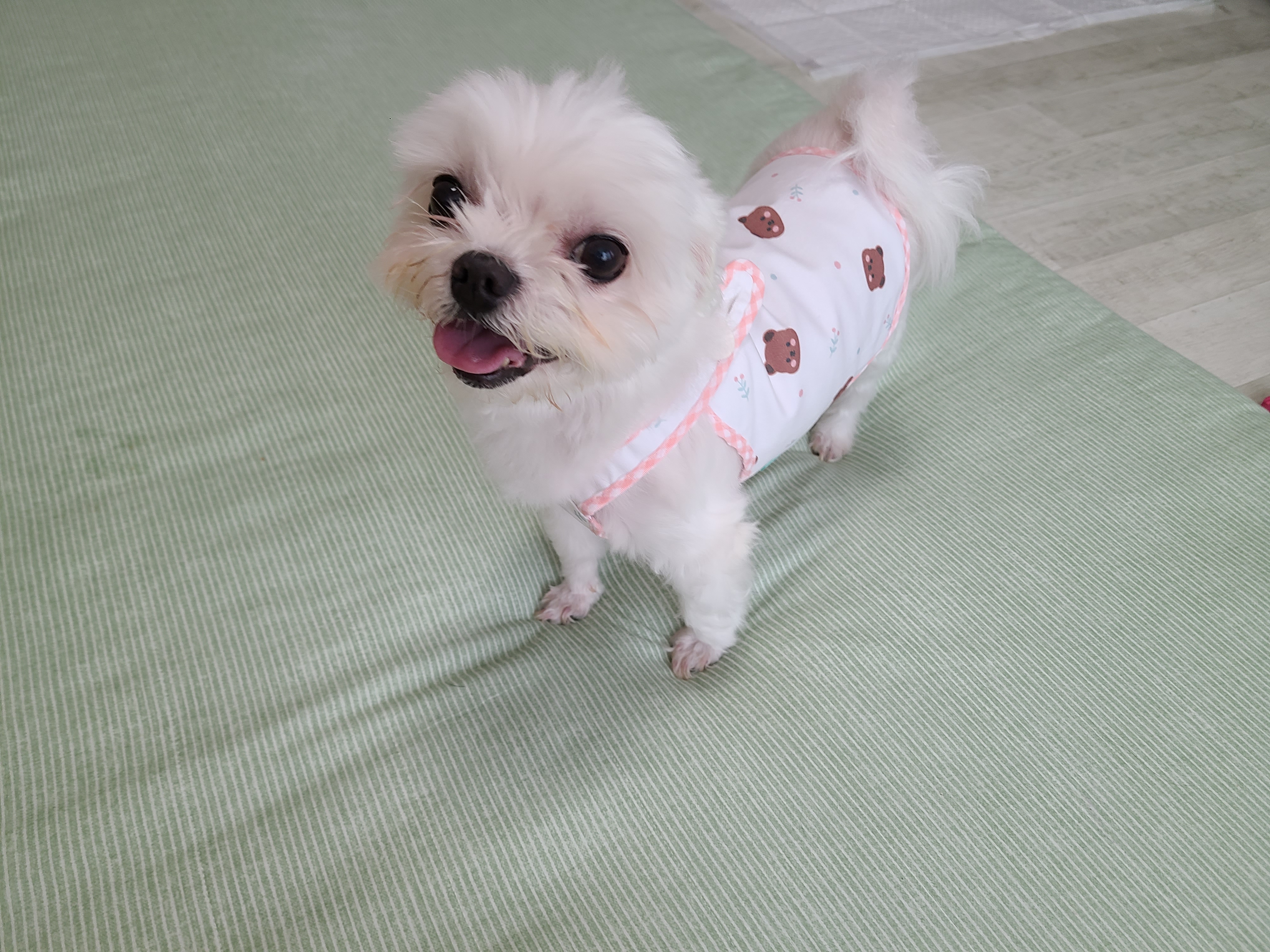 초롱이 4년차 입양후기