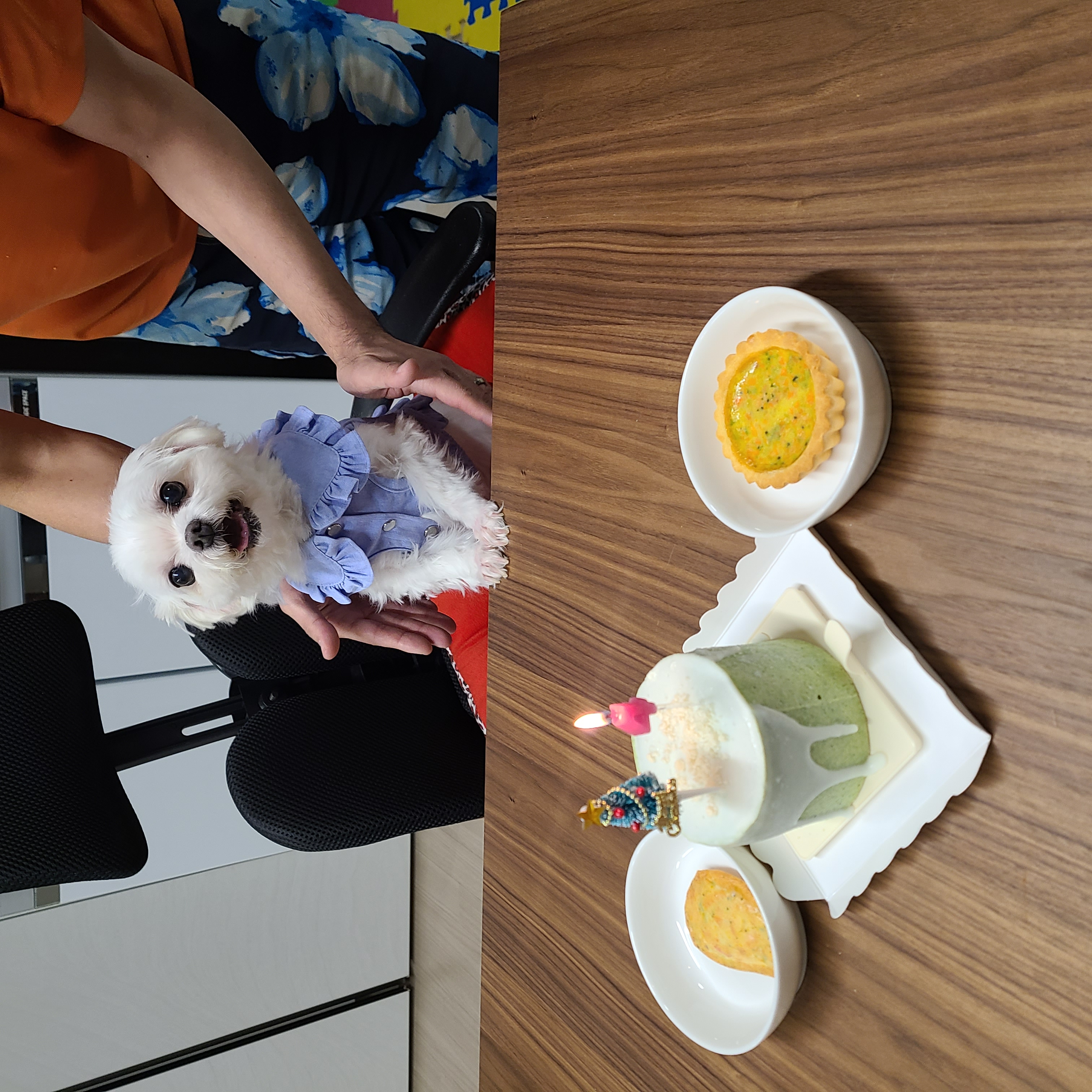 초롱이 4년차 입양후기