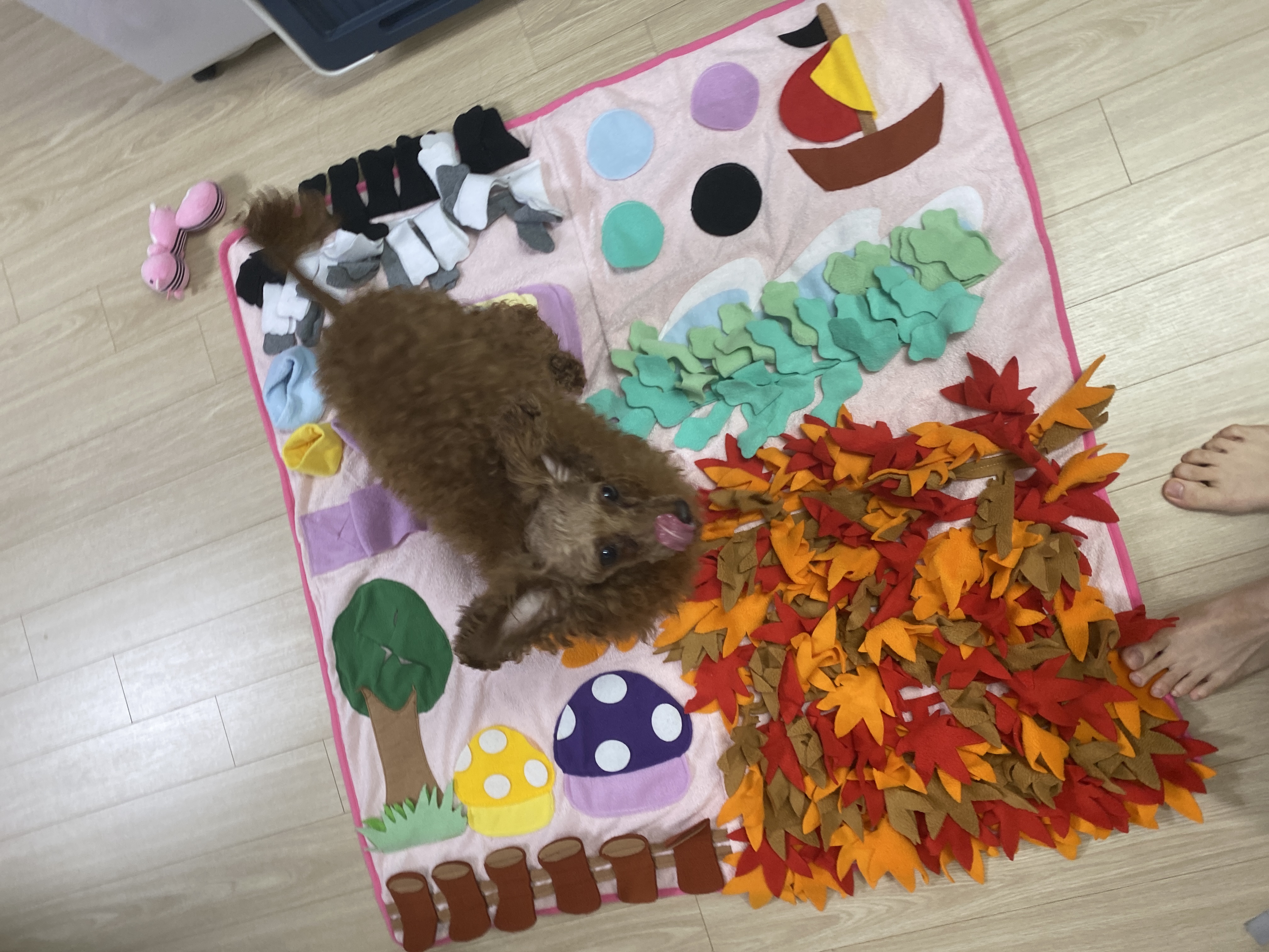 셈(코지)이 입양 후 일주일