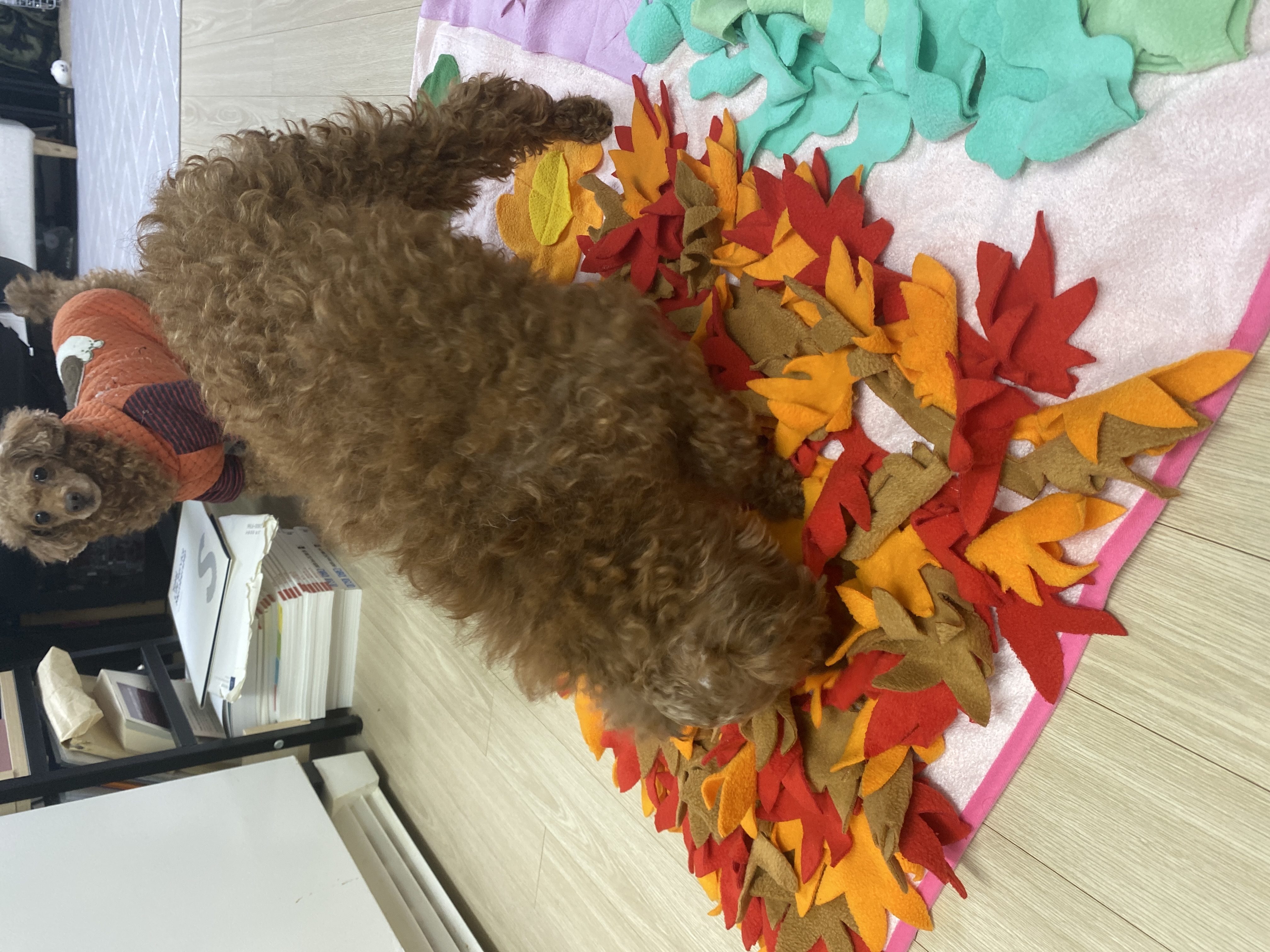 셈(코지)이 입양 후 일주일