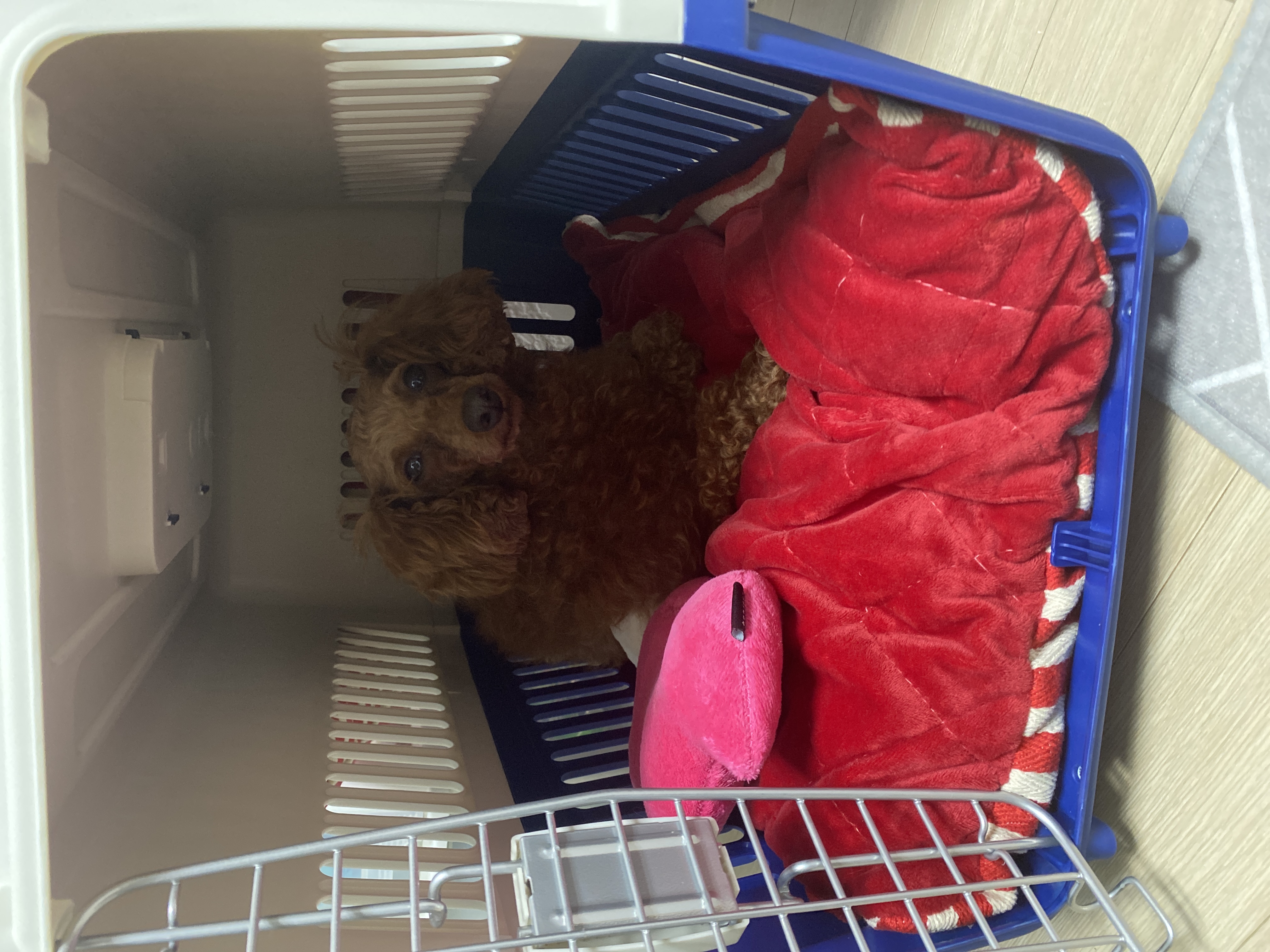 셈(코지)이 입양 후 일주일