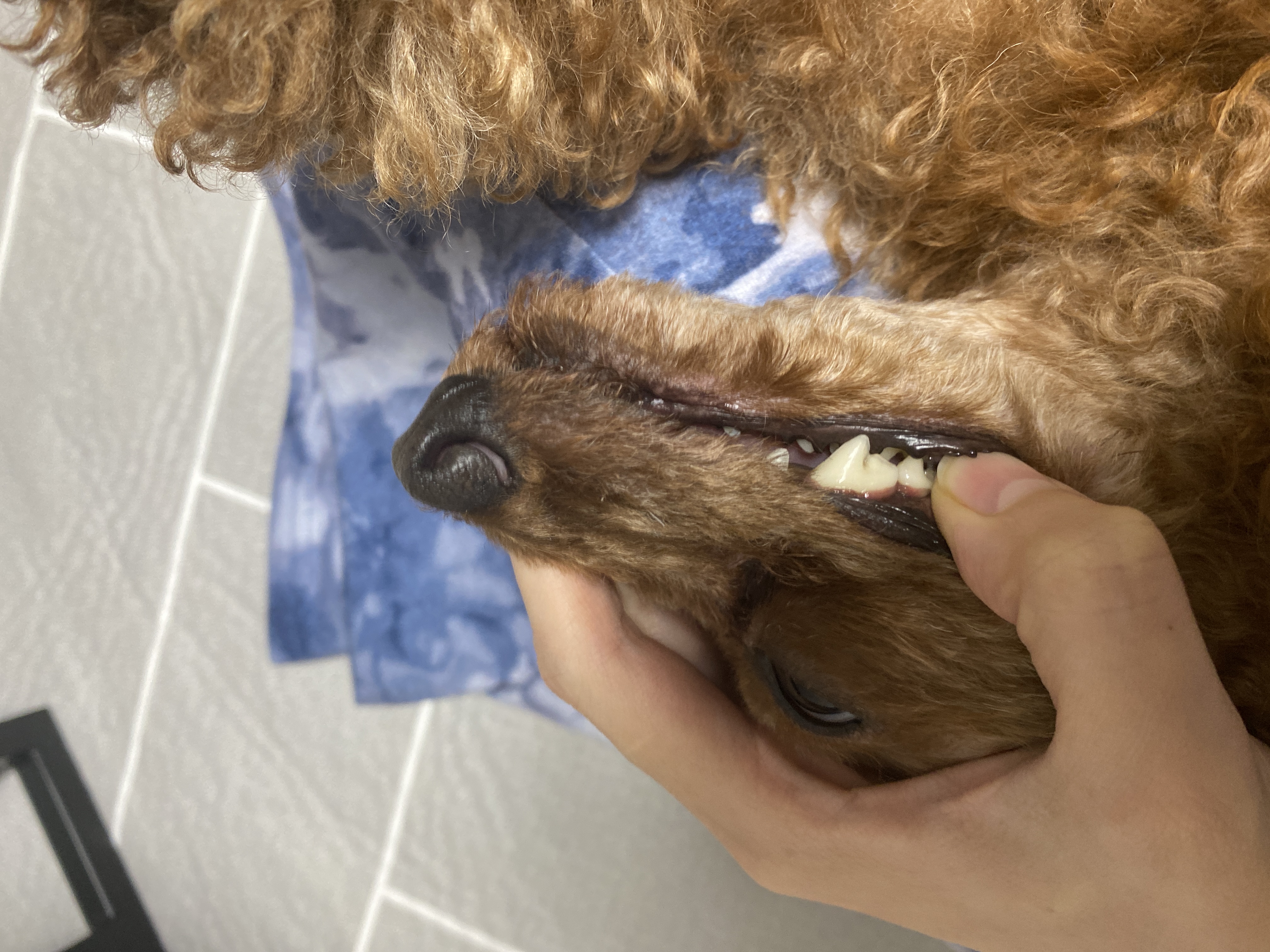 셈(코지)이 입양 후 일주일