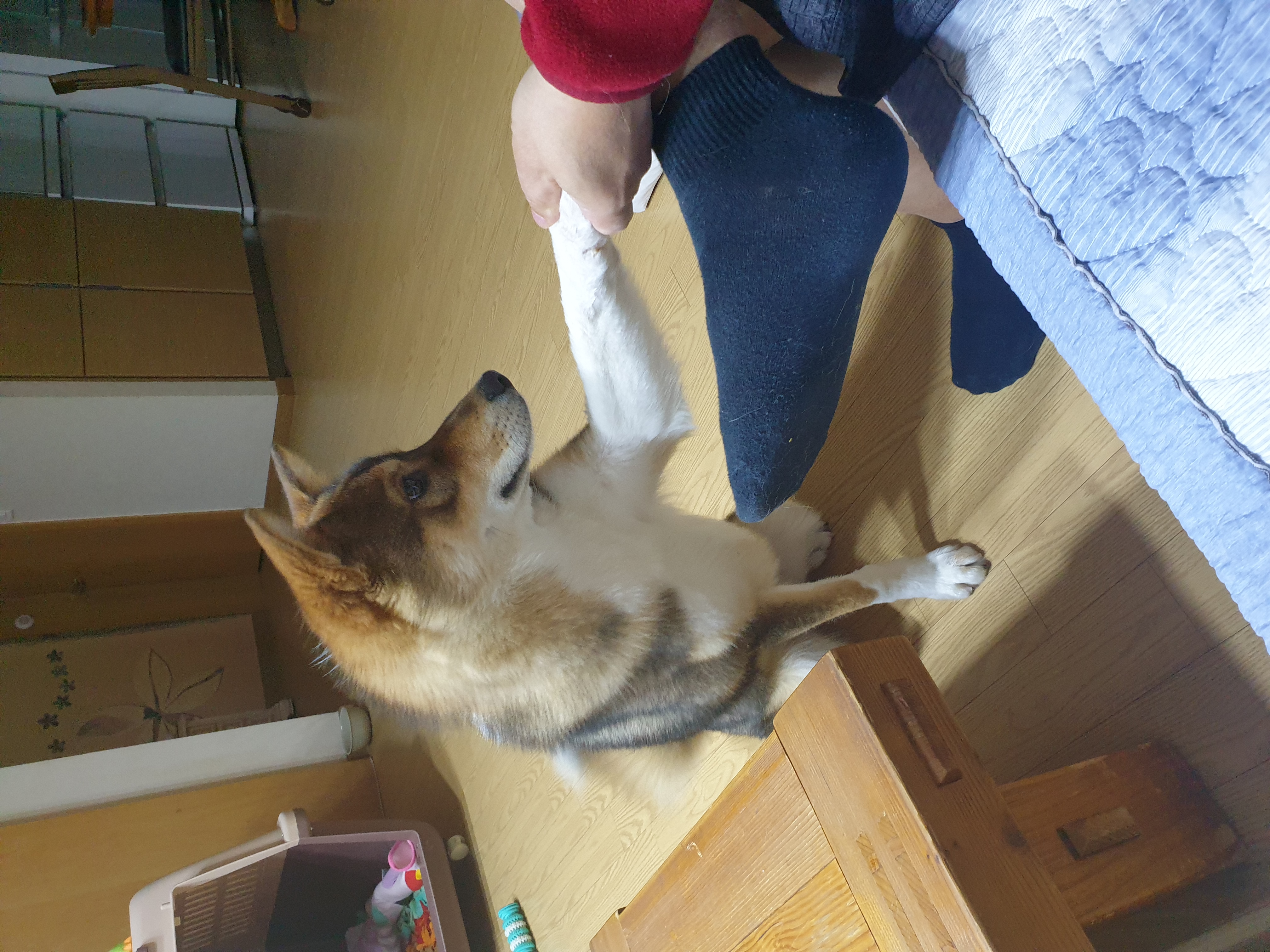 하다네 집(일주일)