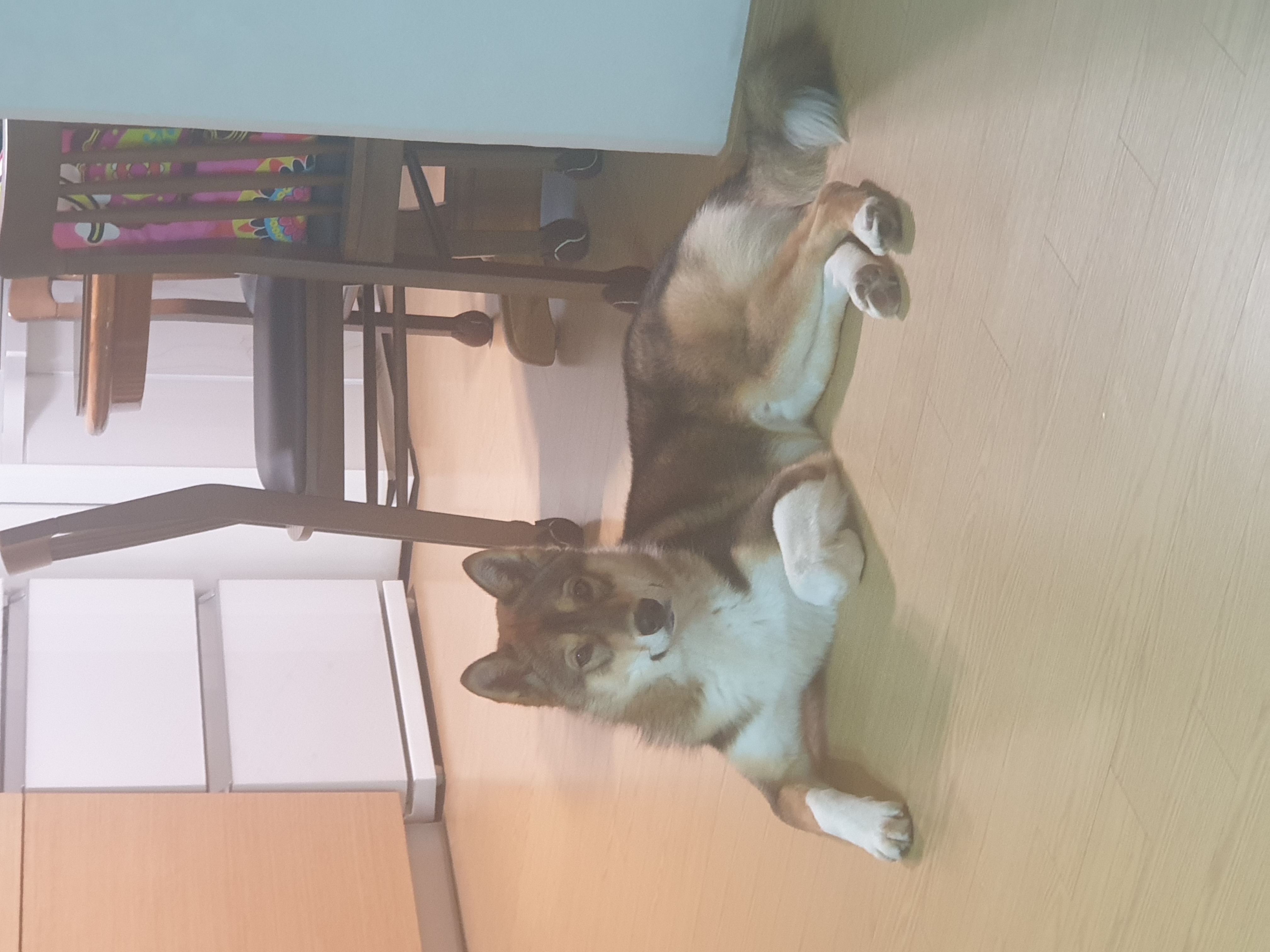 하다네 집(일주일)