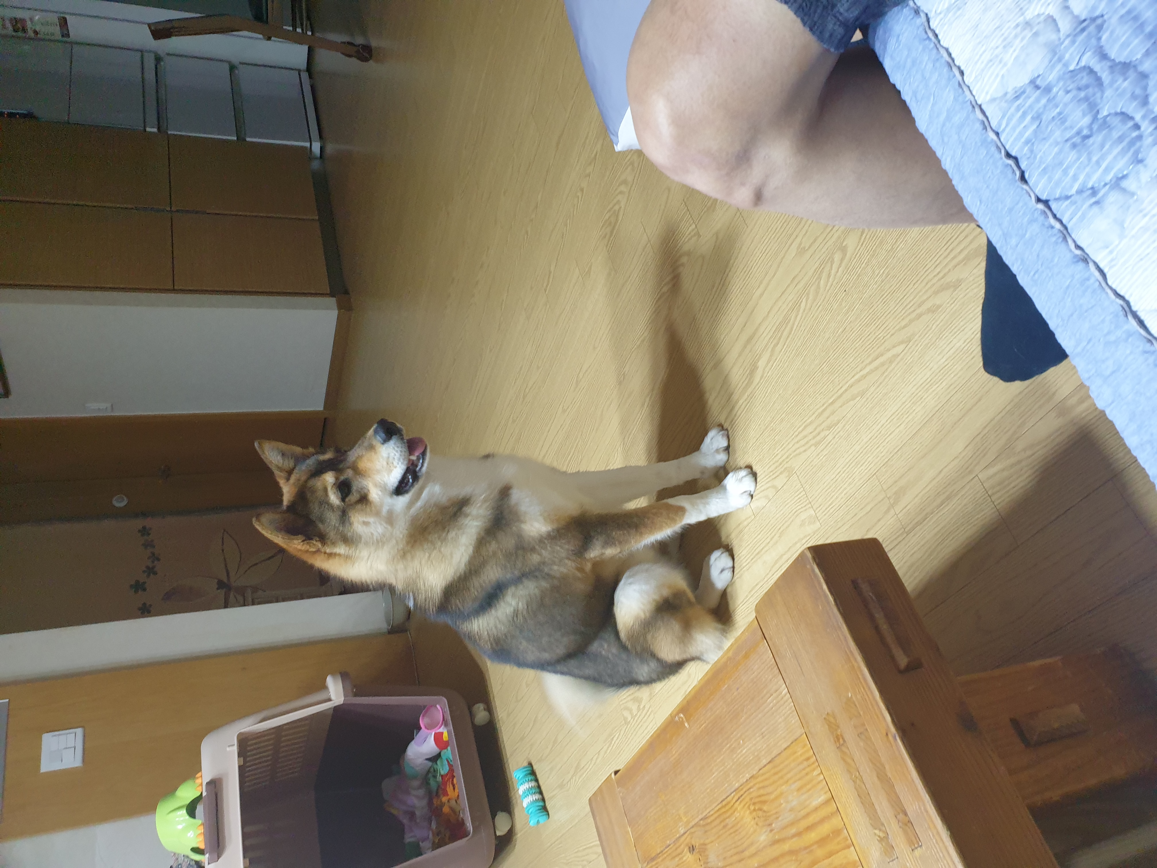 하다네 집(일주일)