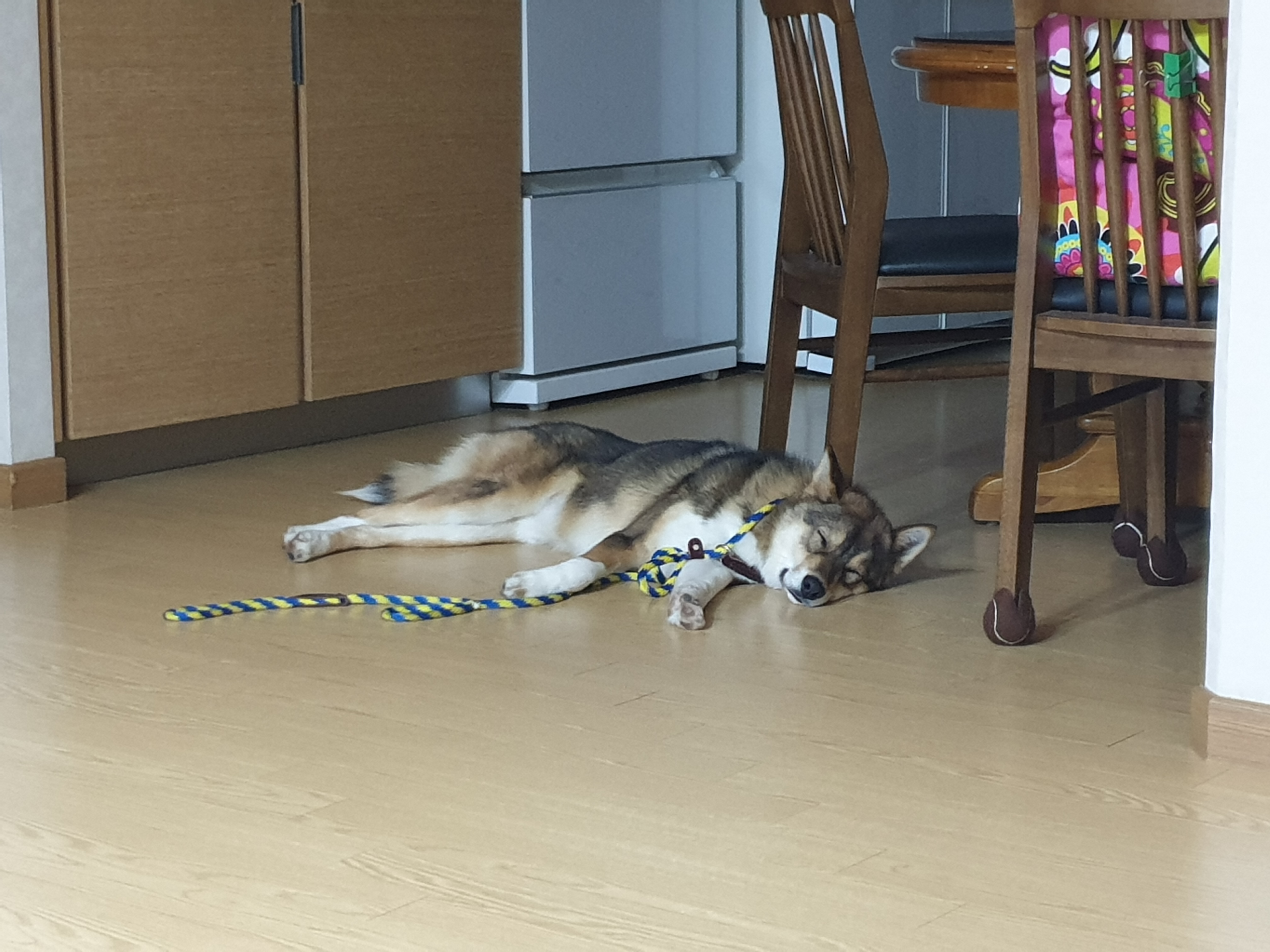 하다네 집(일주일)