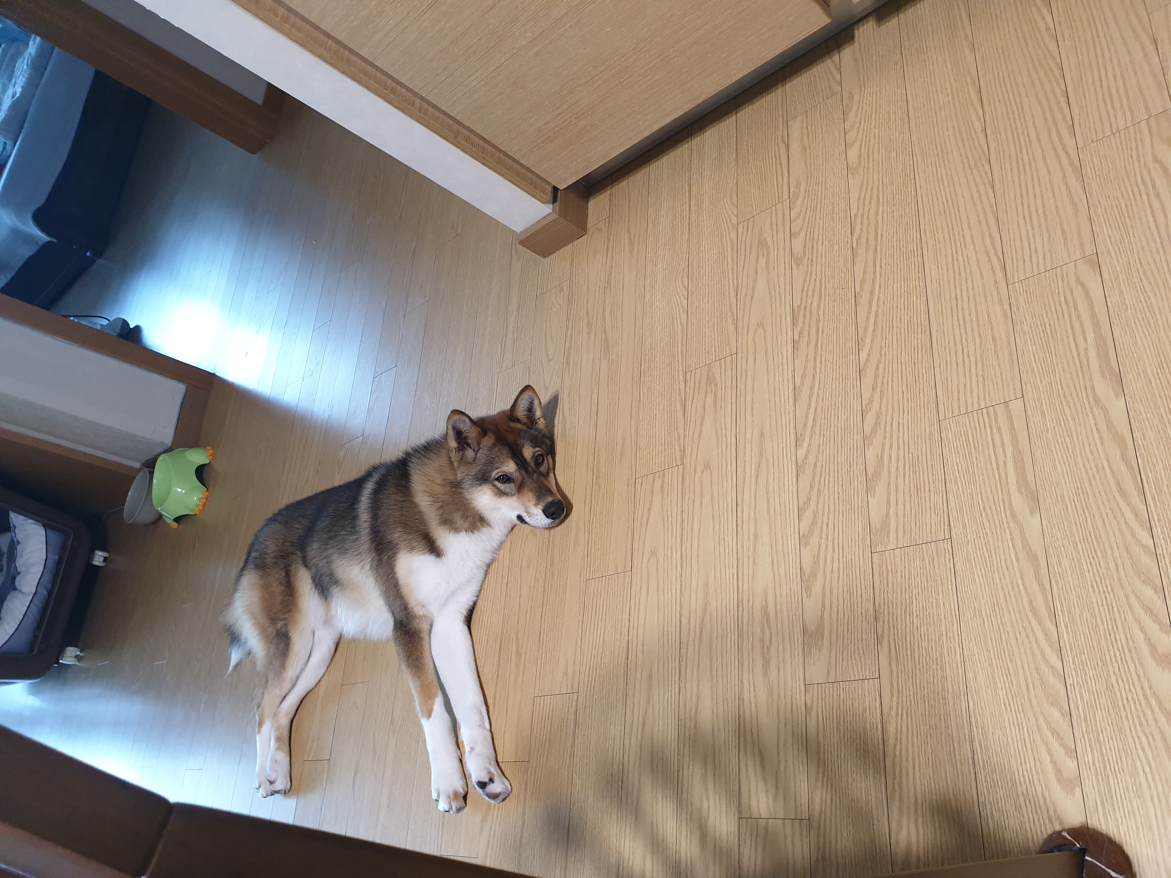 하다네 집(일주일)