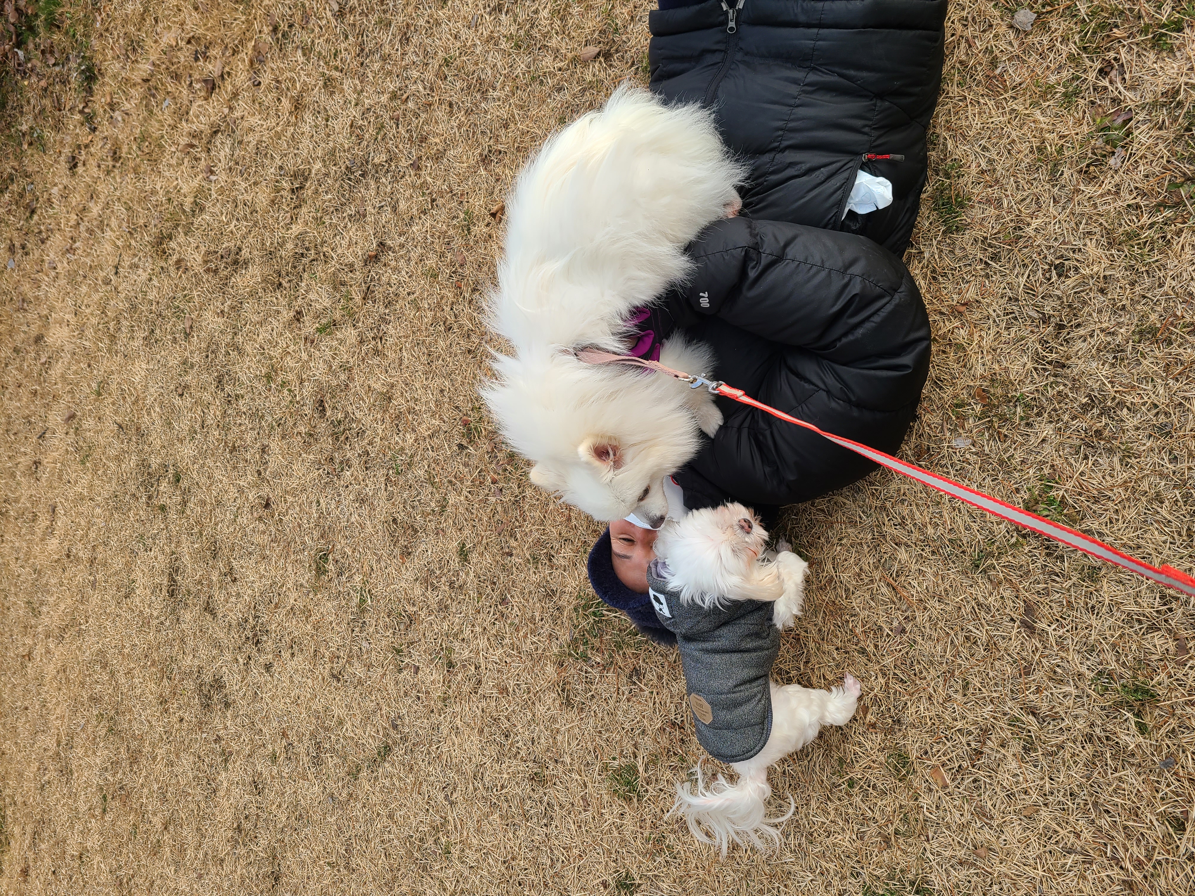 단비 (곤지암 포동이) 벌써 한달이 넘었어요~