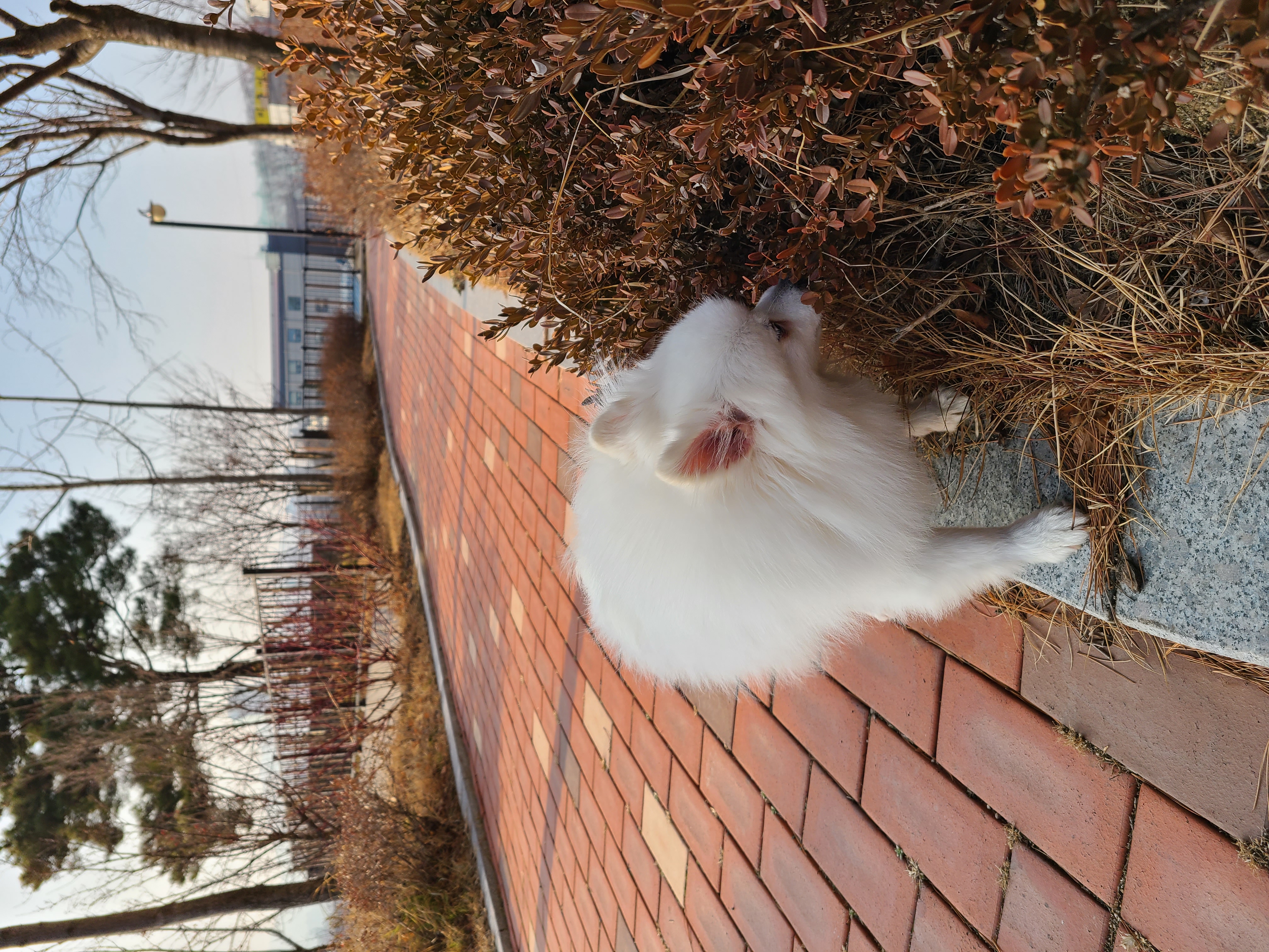 단비 (곤지암 포동이) 벌써 한달이 넘었어요~