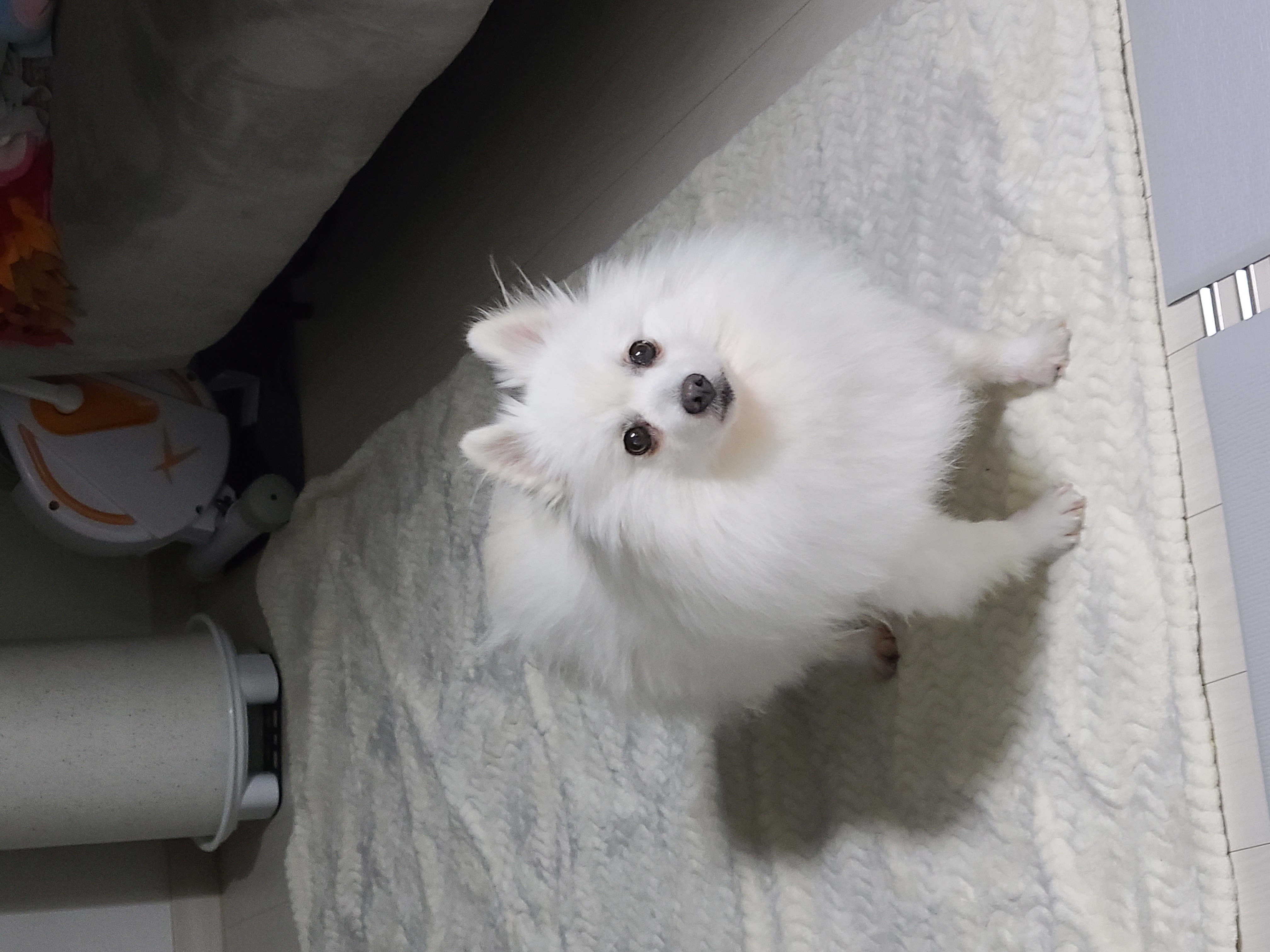 단비 (곤지암 포동이) 벌써 한달이 넘었어요~