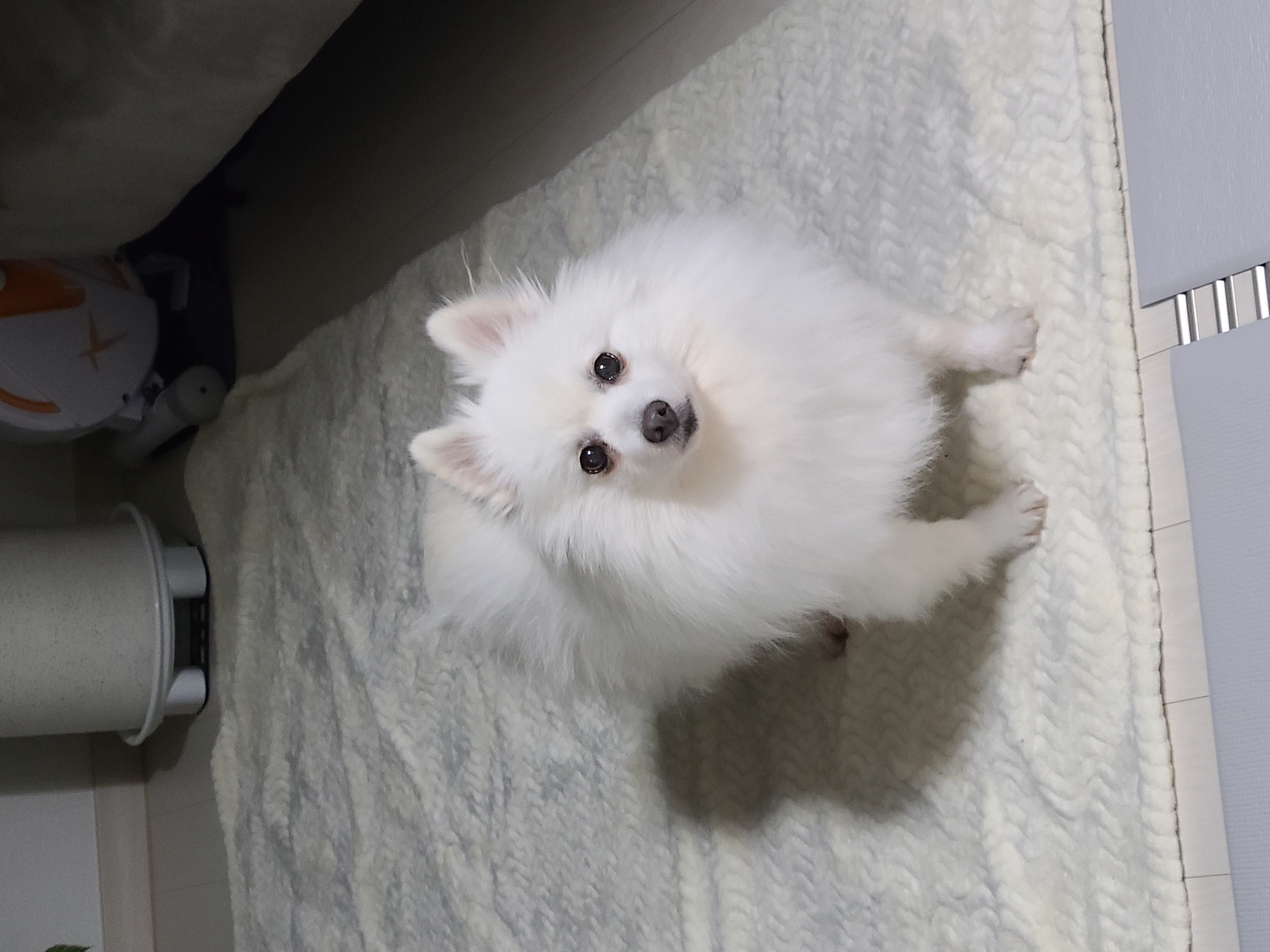 단비 (곤지암 포동이) 벌써 한달이 넘었어요~