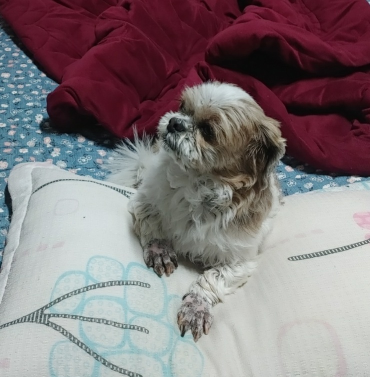 오리가 온지 한달이 넘었어요~