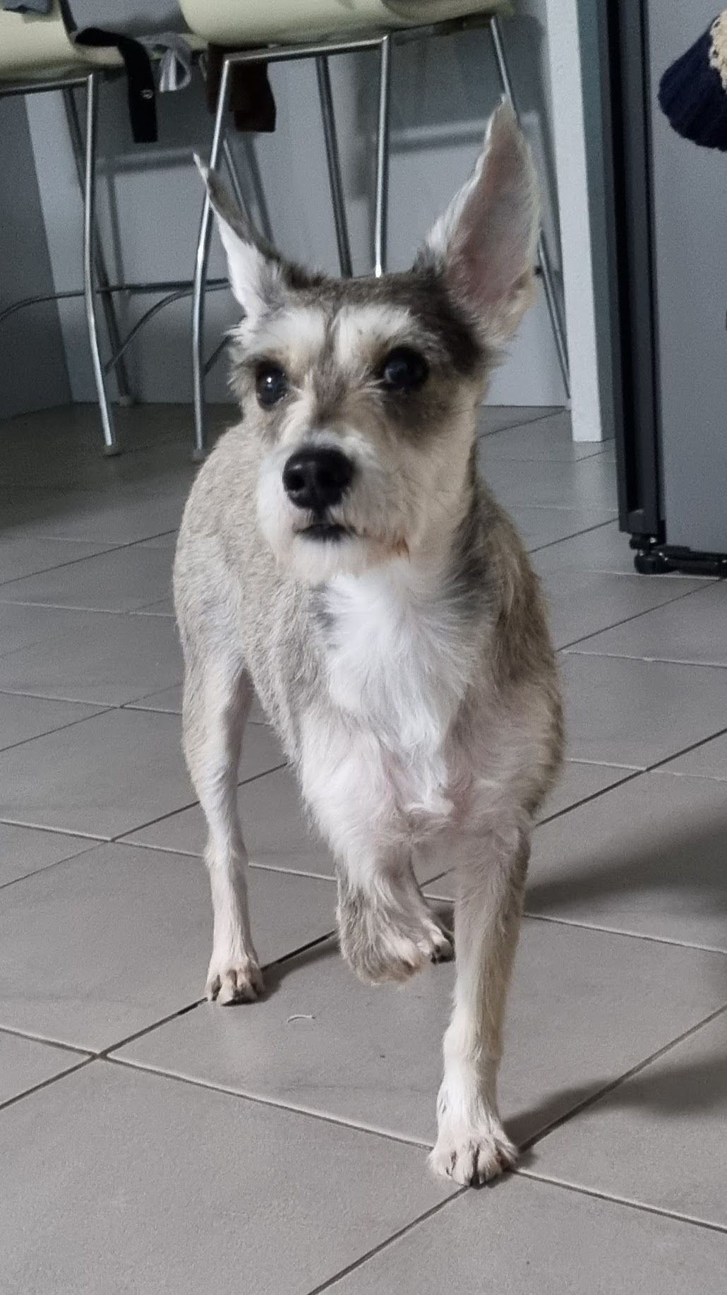 토리(입양 전 이름 긍정이) 입양 후 일주일