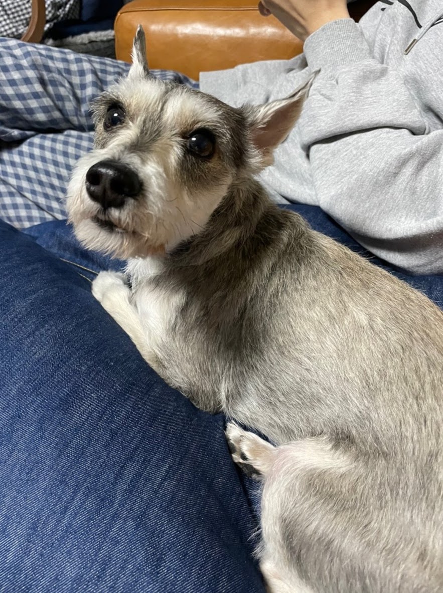 토리(입양 전 이름 긍정이) 입양 후 일주일