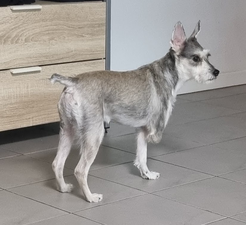 토리(입양 전 이름 긍정이) 입양 후 일주일