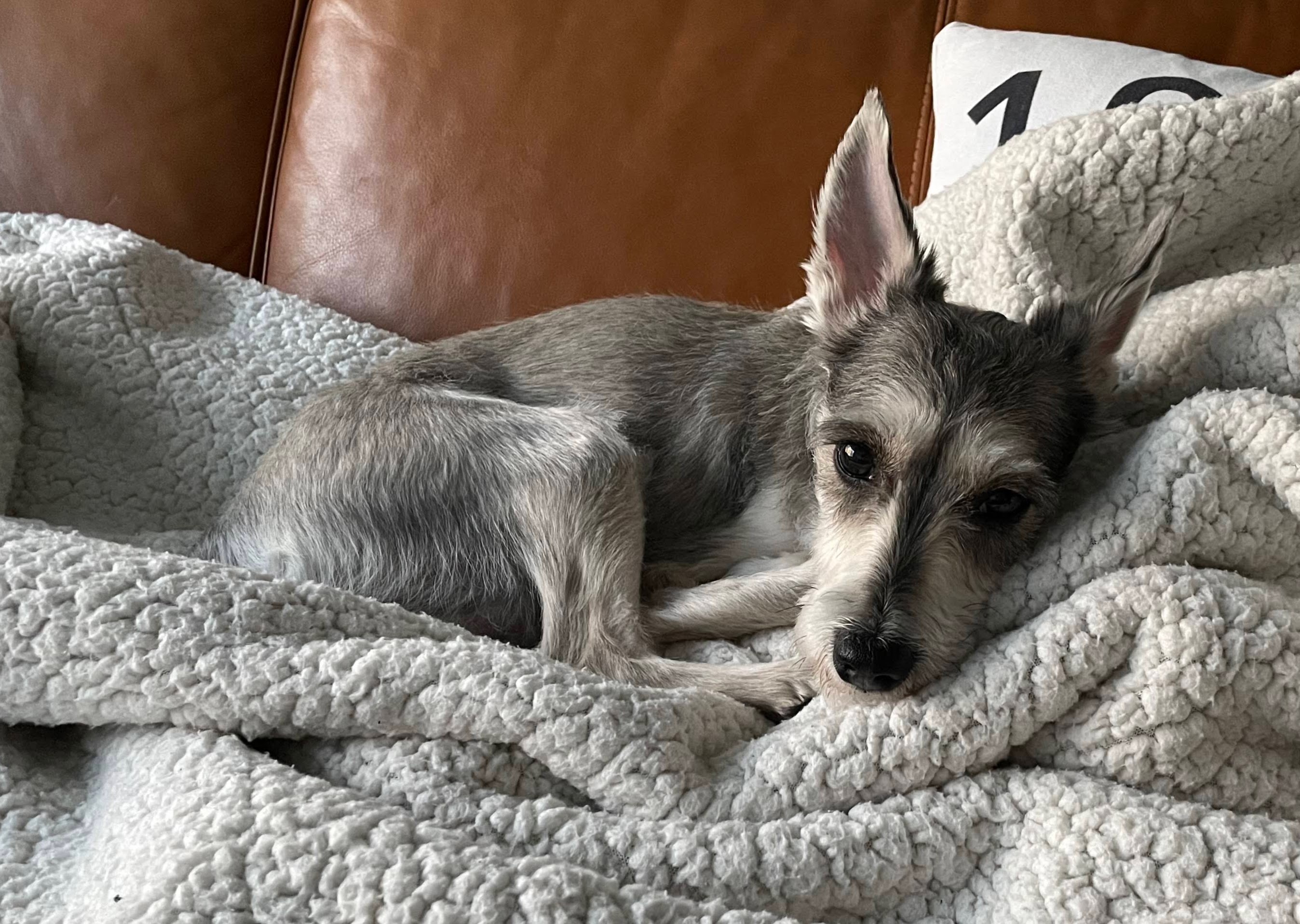 토리(입양 전 이름 긍정이) 입양 후 일주일