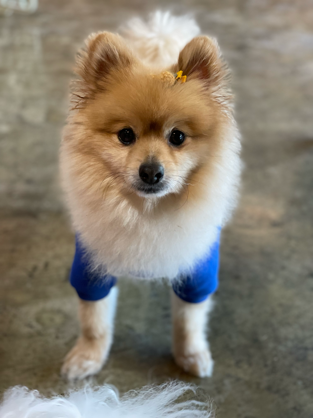 더덕이(입양전 롤푸) 입양 후 일주일