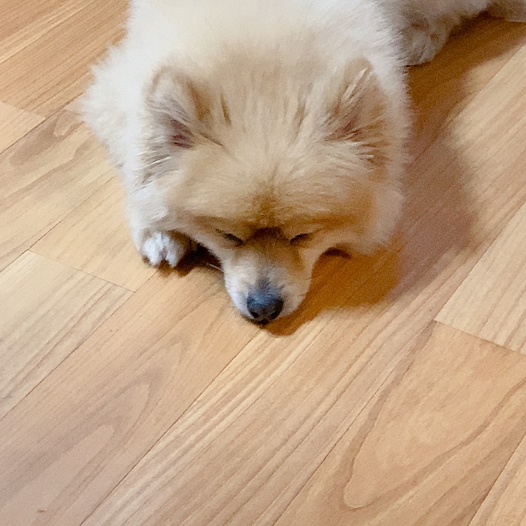 더덕이(입양전 롤푸) 입양 후 일주일