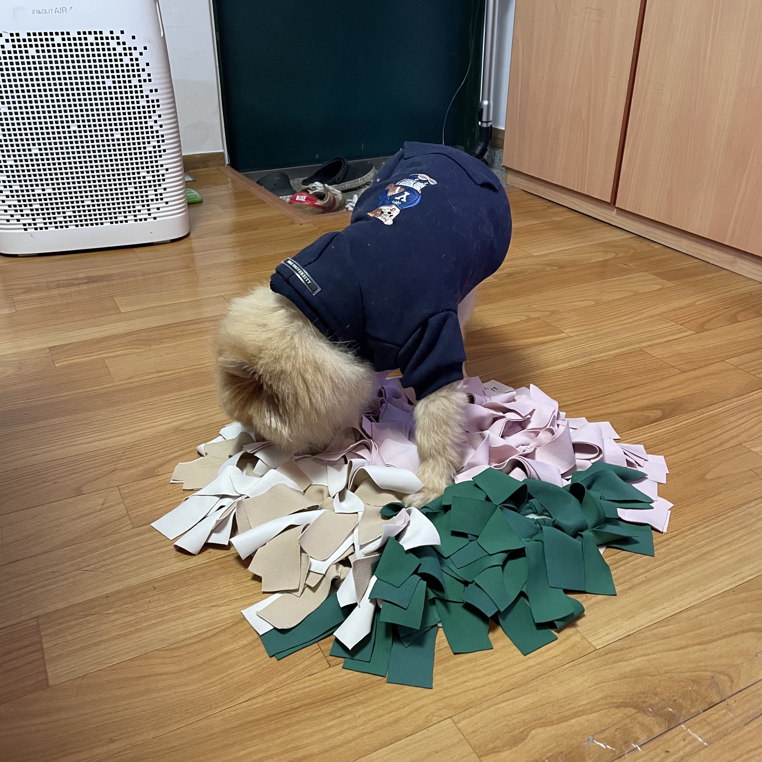 더덕이(입양전 롤푸) 입양 후 일주일