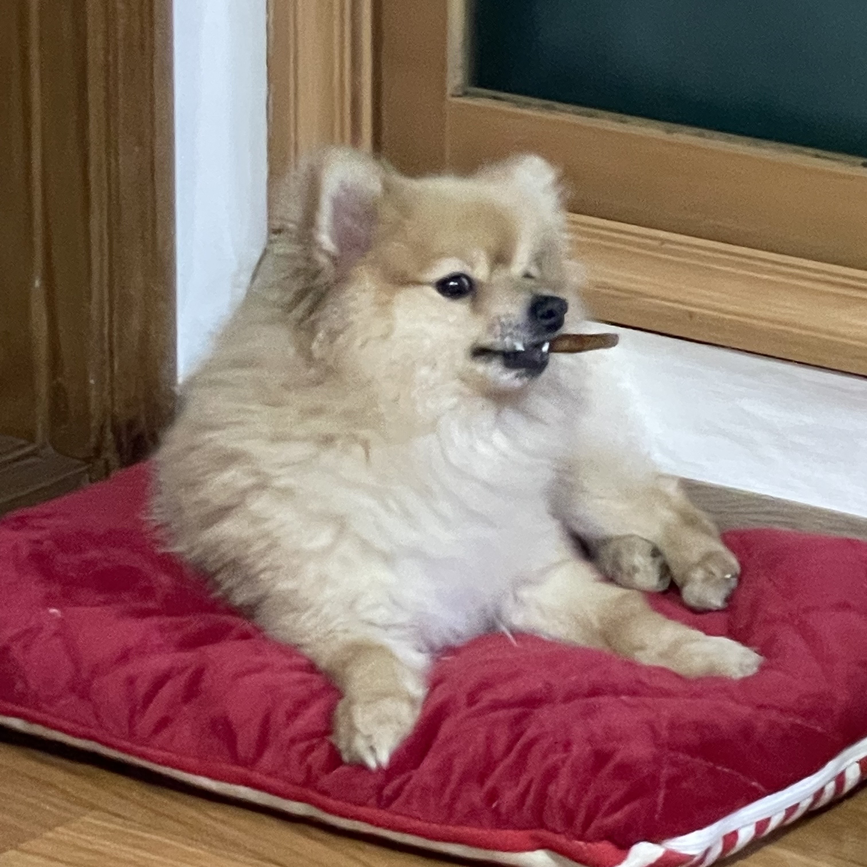 더덕이(입양전 롤푸) 입양 후 일주일