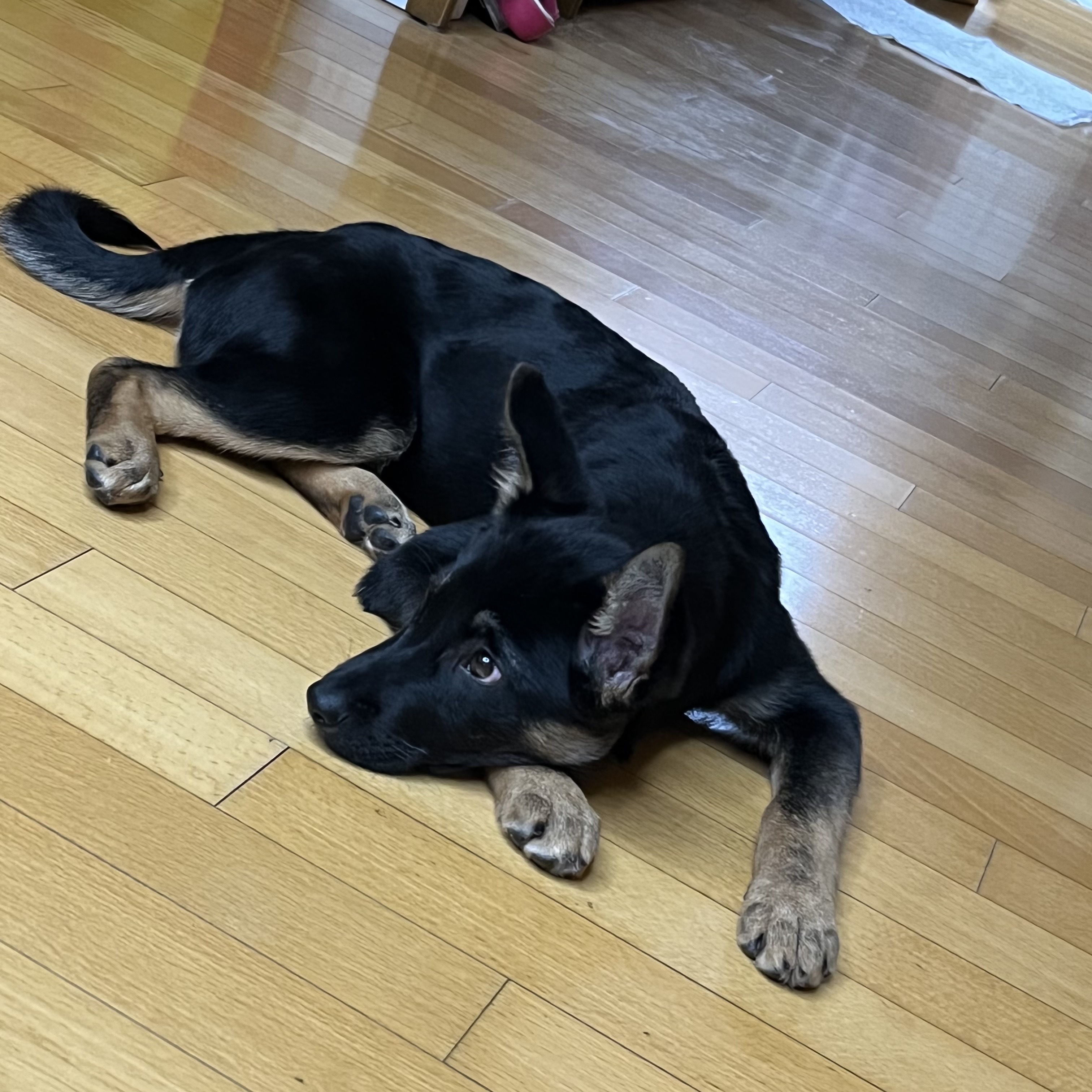 곰자(변경전)...콩이(변경후)의 현재의 모습입니다..^^♡♡