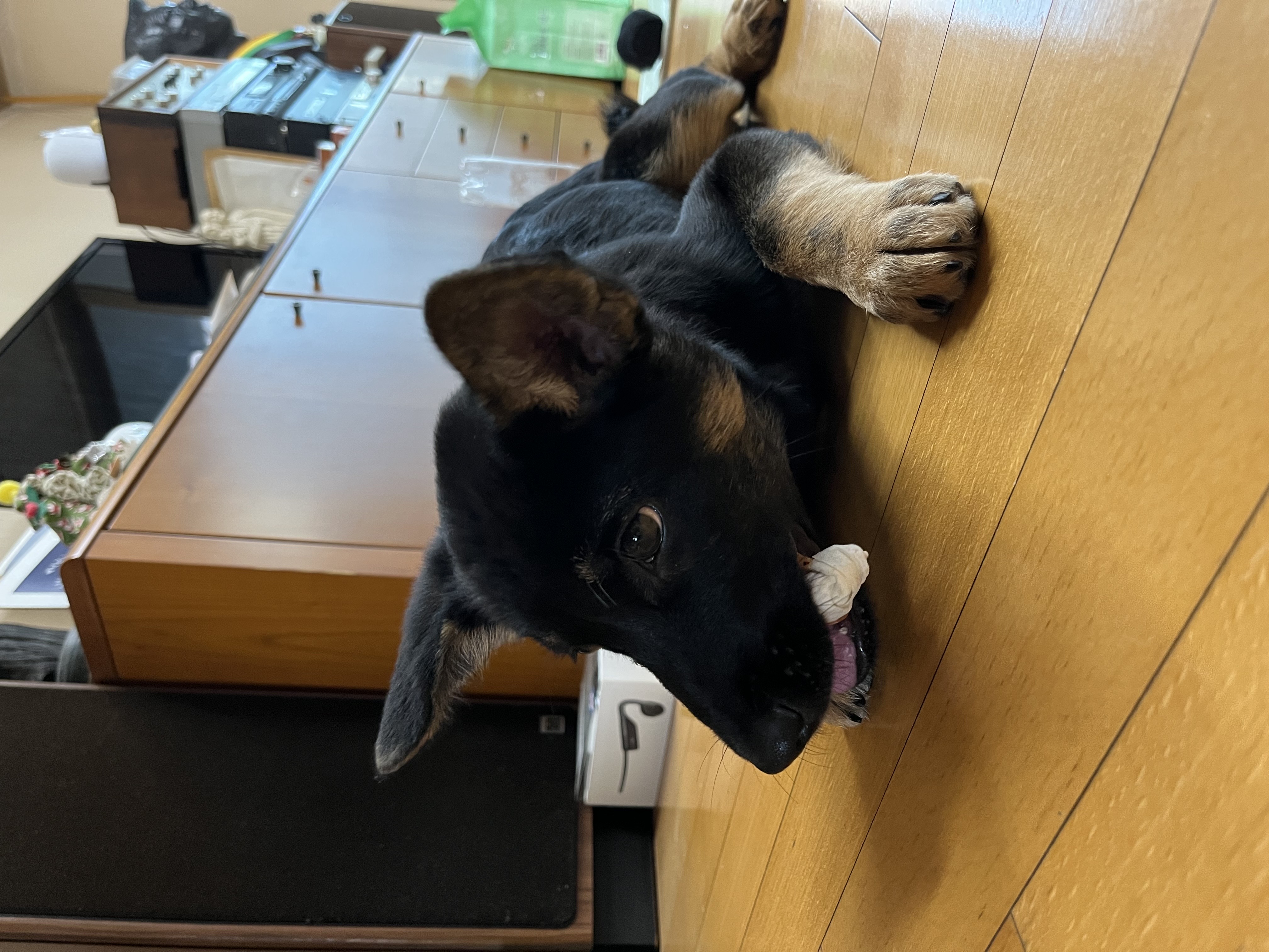 곰자(변경전)...콩이(변경후)의 현재의 모습입니다..^^♡♡