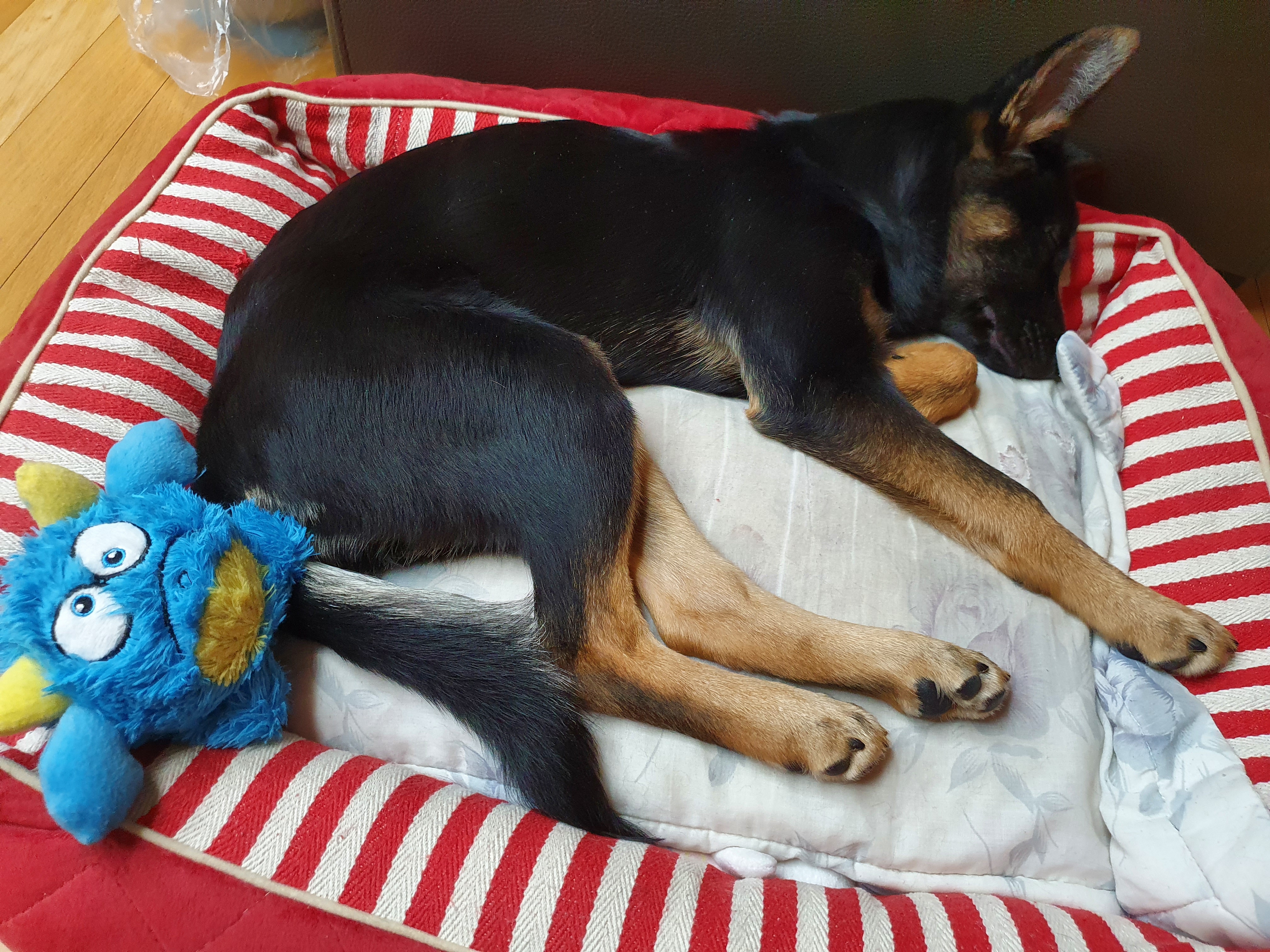 곰자(변경전)...콩이(변경후)의 현재의 모습입니다..^^♡♡