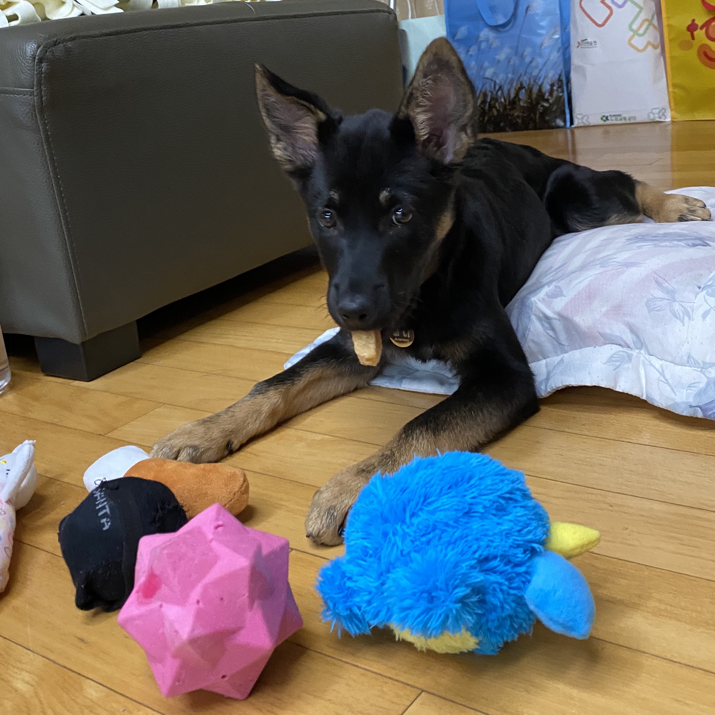 곰자(변경전)...콩이(변경후)의 현재의 모습입니다..^^♡♡