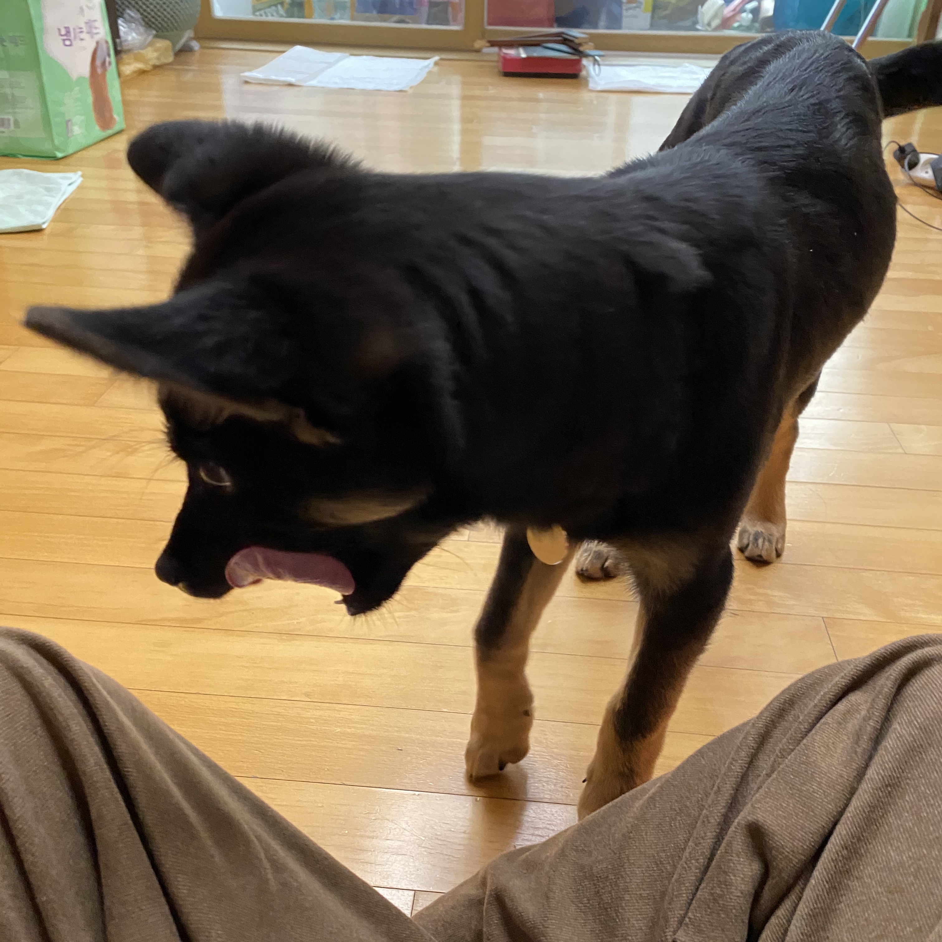 곰자(변경전)...콩이(변경후)의 현재의 모습입니다..^^♡♡