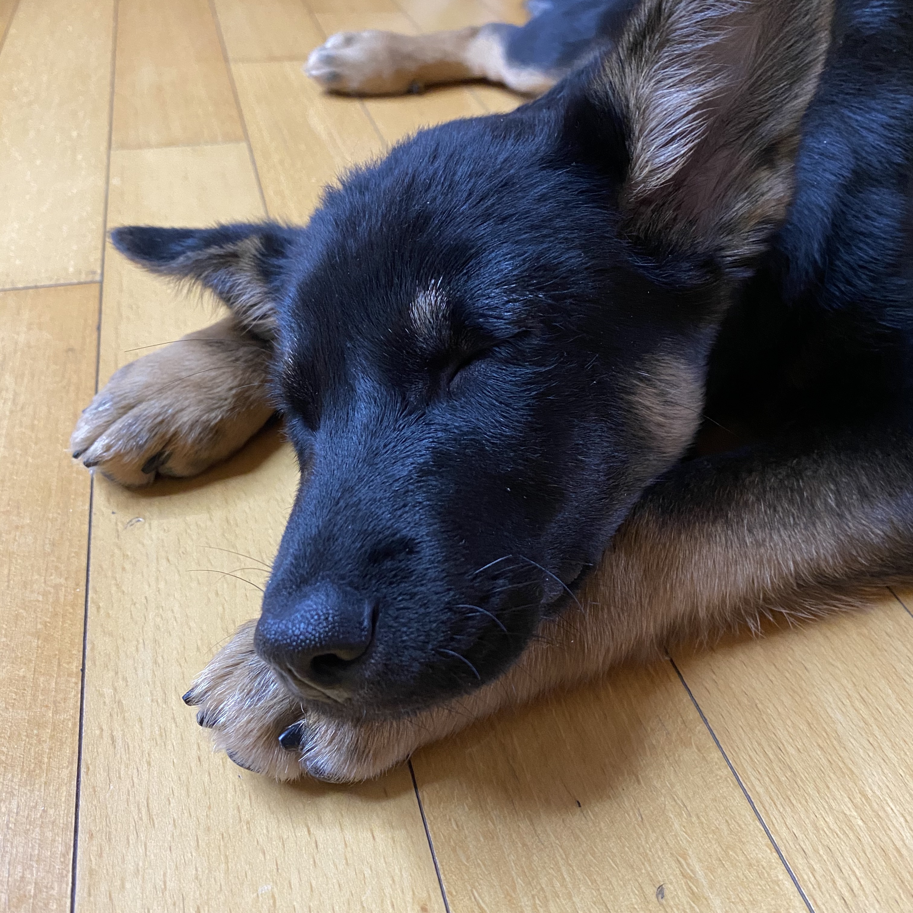 곰자(변경전)...콩이(변경후)의 현재의 모습입니다..^^♡♡