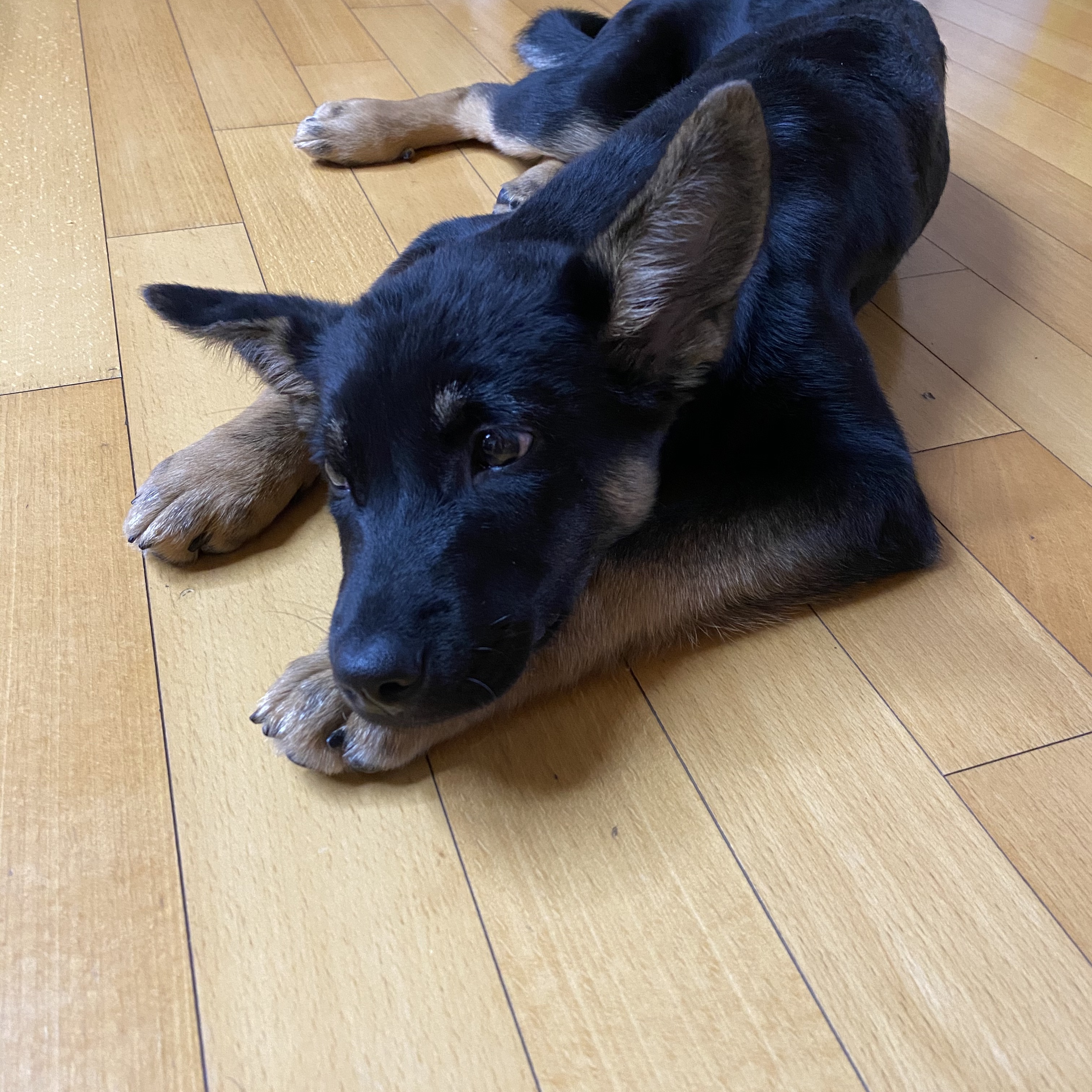 곰자(변경전)...콩이(변경후)의 현재의 모습입니다..^^♡♡