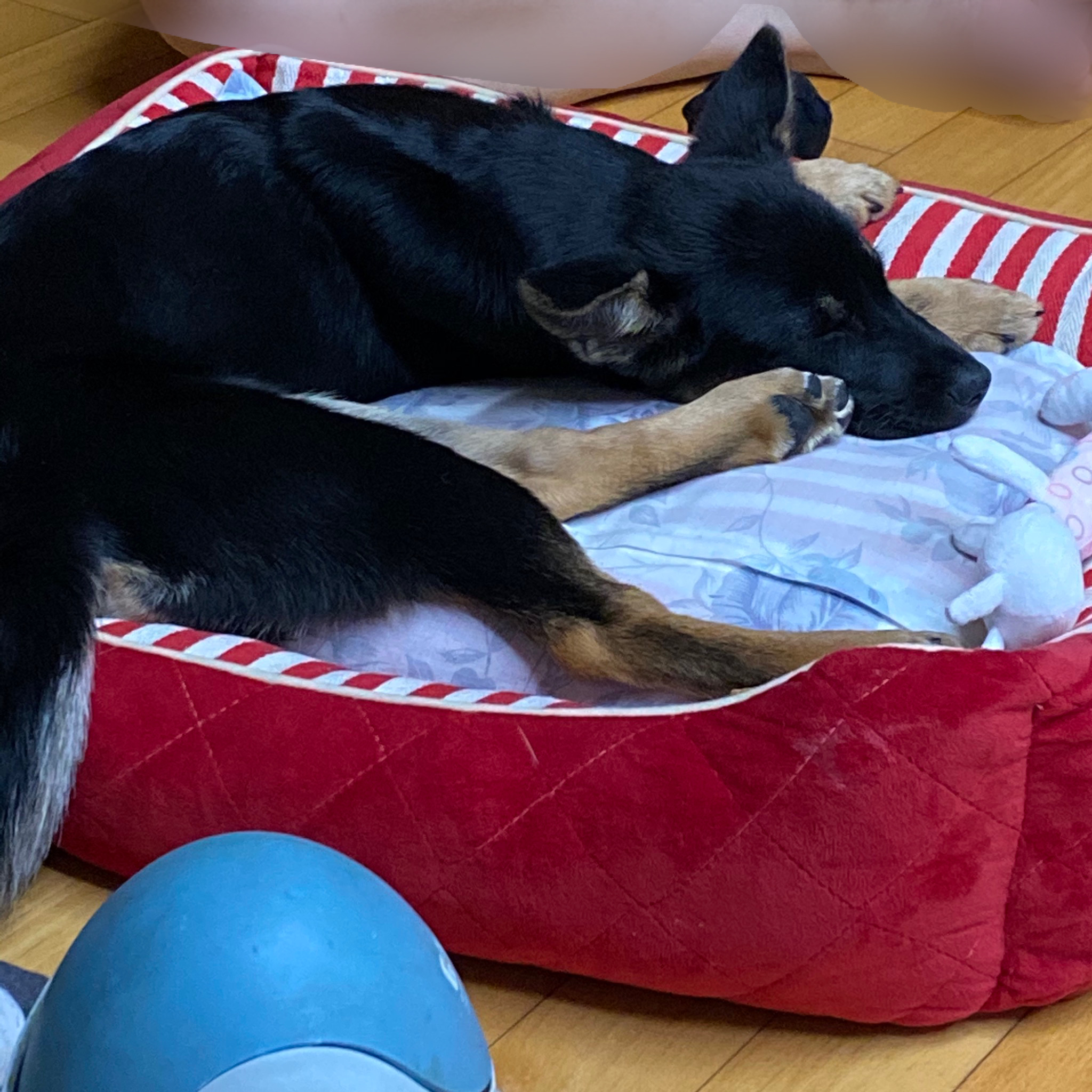 곰자(변경전)...콩이(변경후)의 현재의 모습입니다..^^♡♡