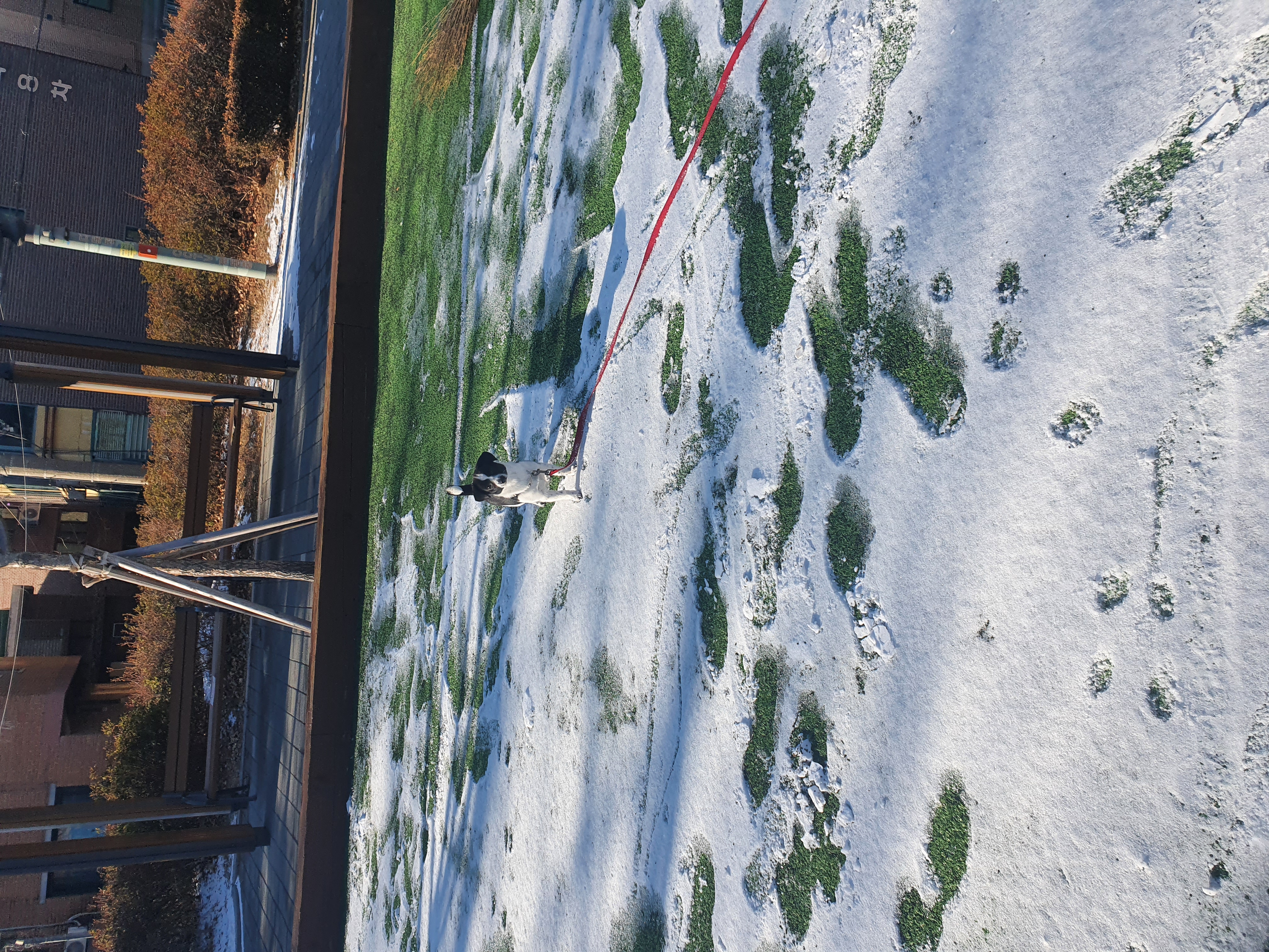 보리(꽃잎이) 입양 1달 후기 입니다~