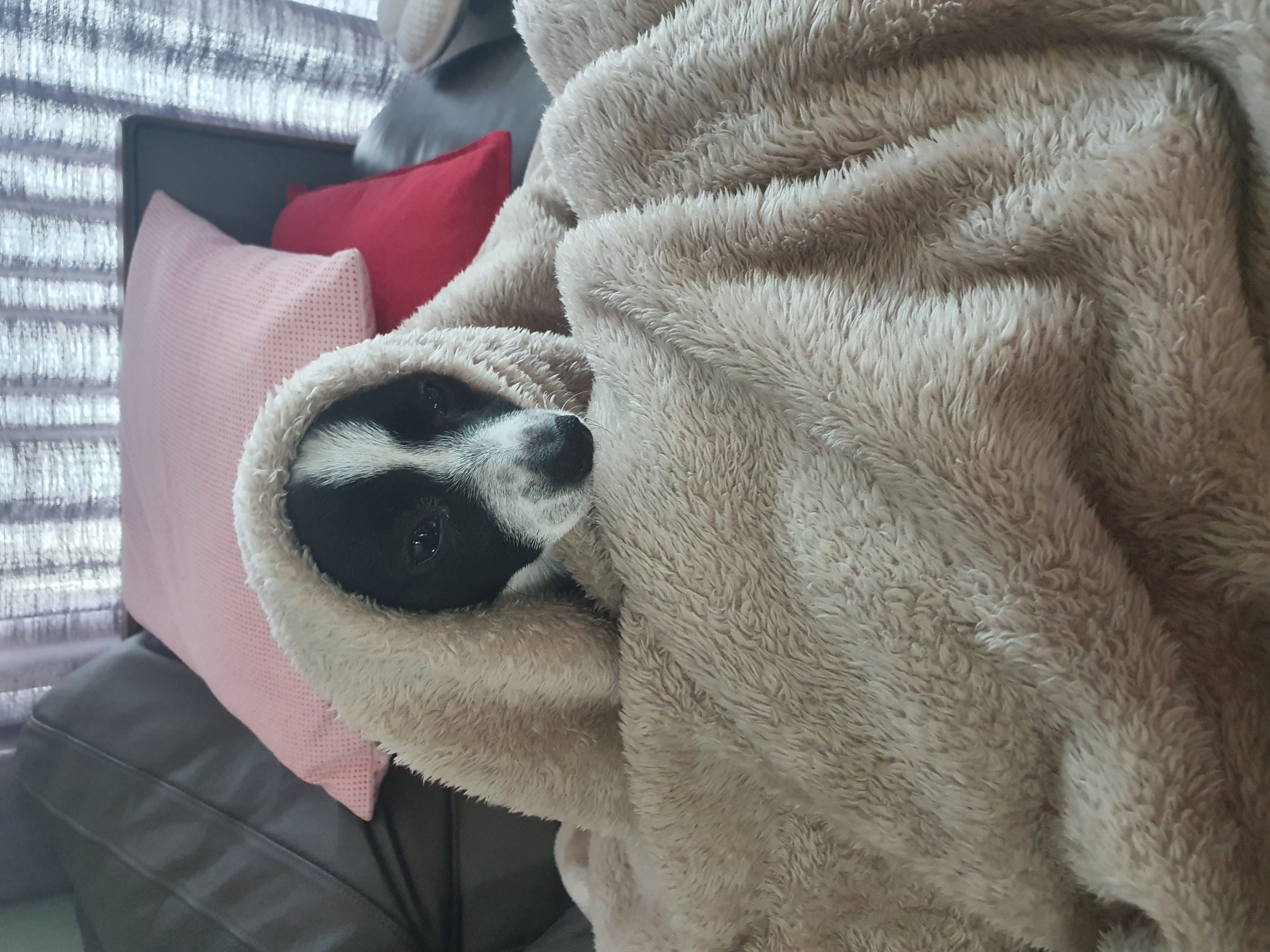 보리(꽃잎이) 입양 1달 후기 입니다~