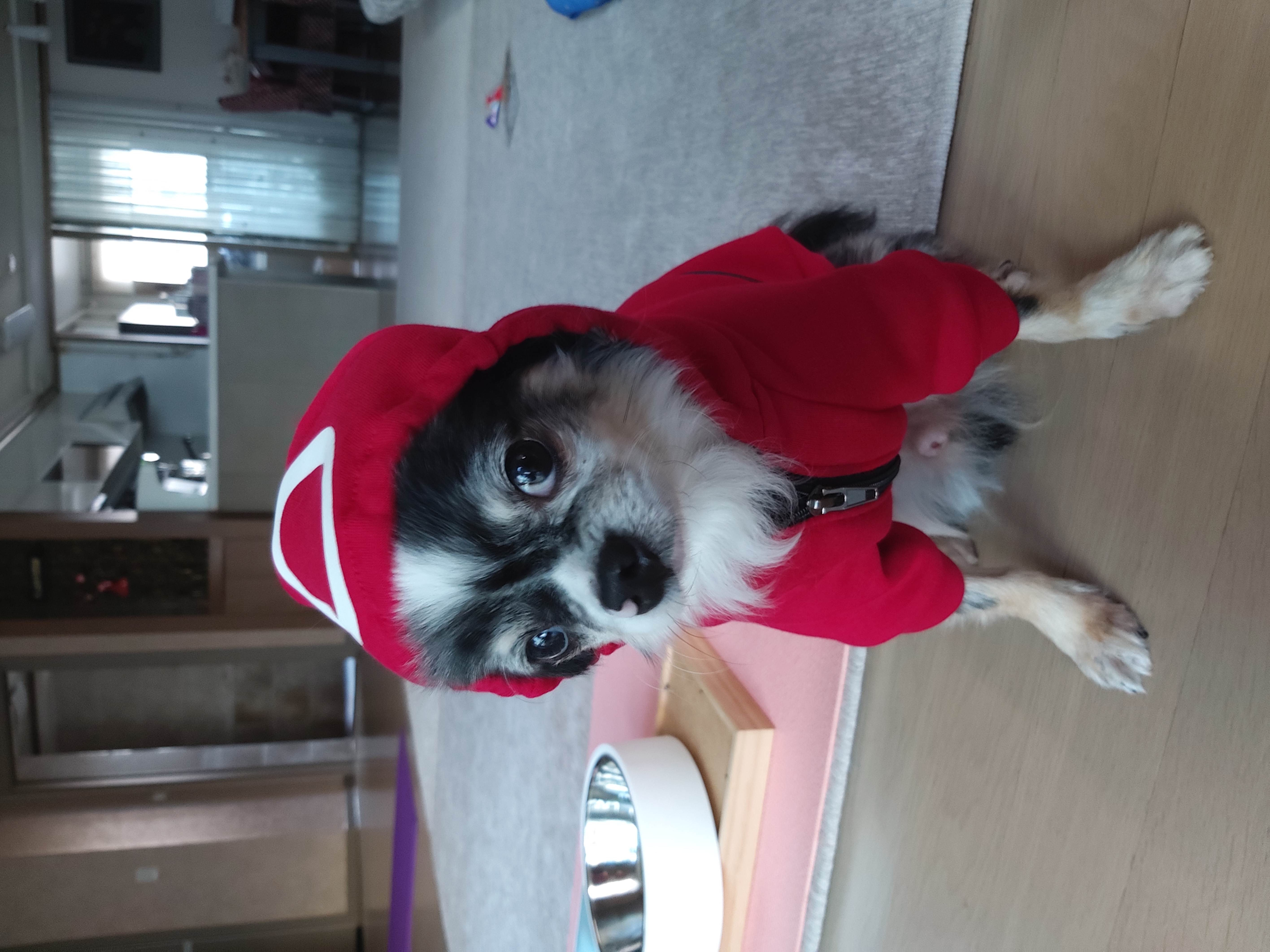 별(깜치)이는 잘지내고 있답니다