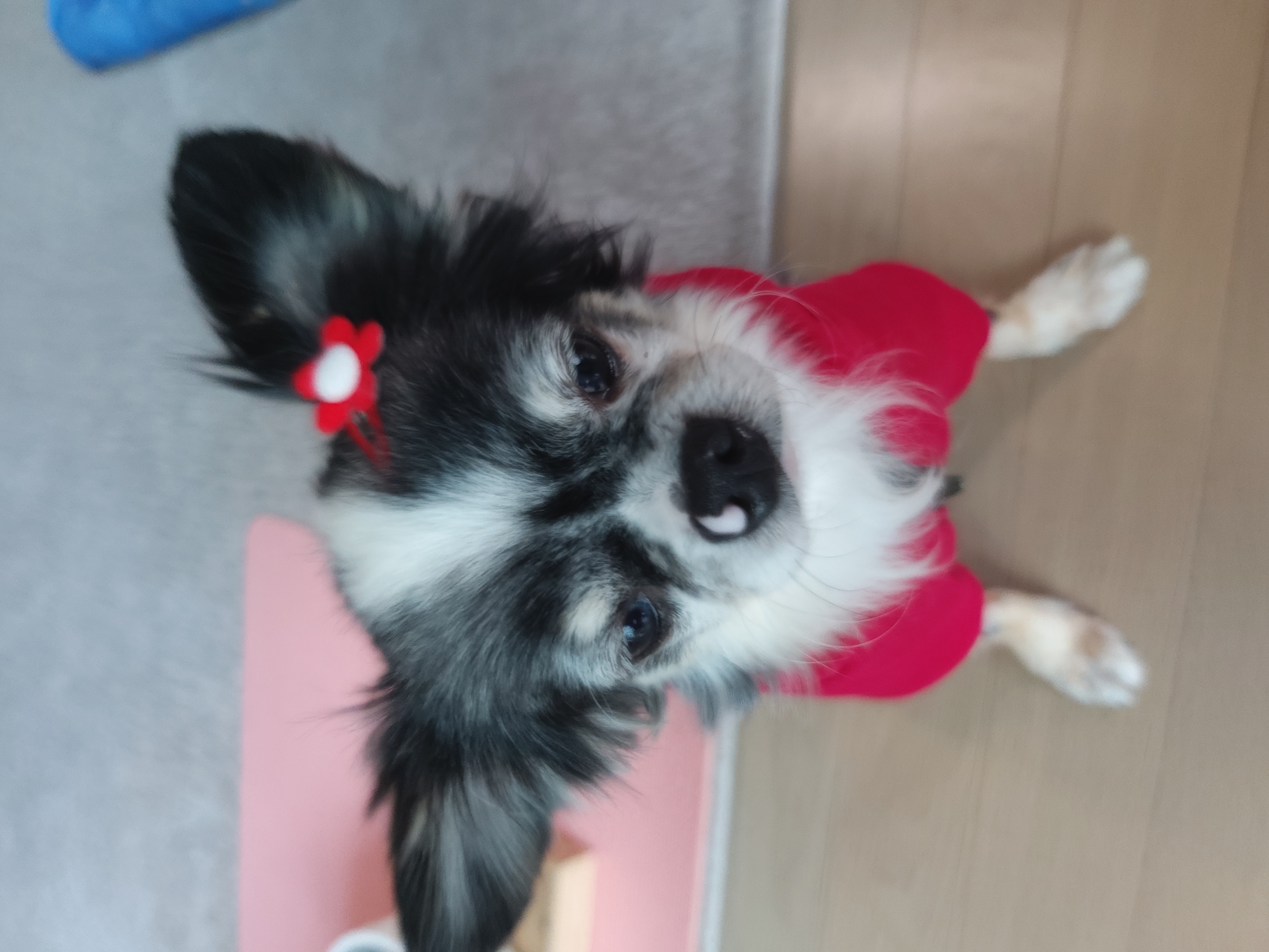 별(깜치)이는 잘지내고 있답니다